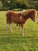 DARTMOOR HILL PONY CHESTNUT & WHITE FILLY APPROX 7 MONTHS OLD