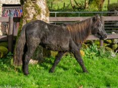 DARTMOOR HILL PONY COLT APPROX 18 MONTHS OLD