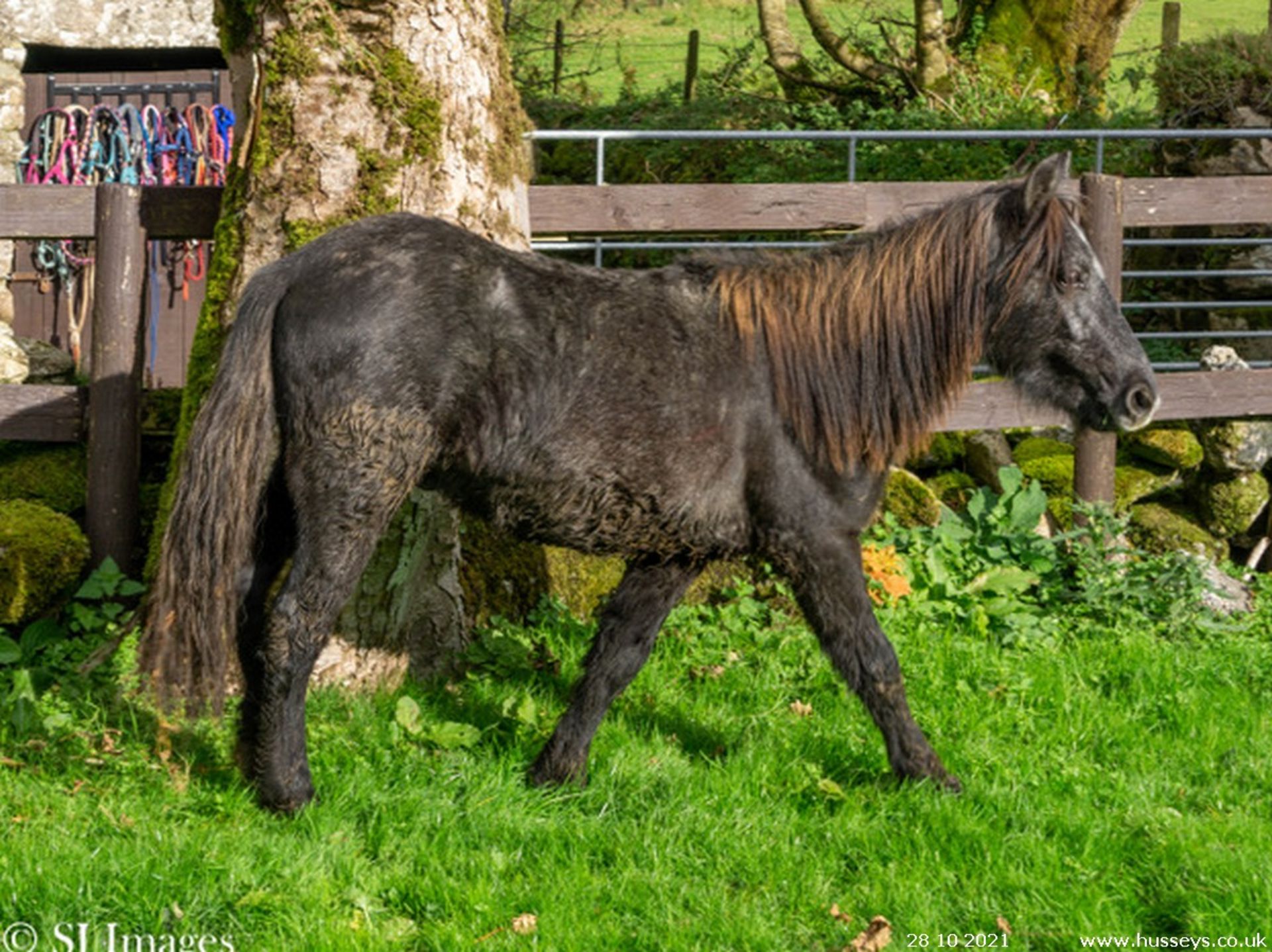 DARTMOOR HILL PONY COLT APPROX 18 MONTHS OLD