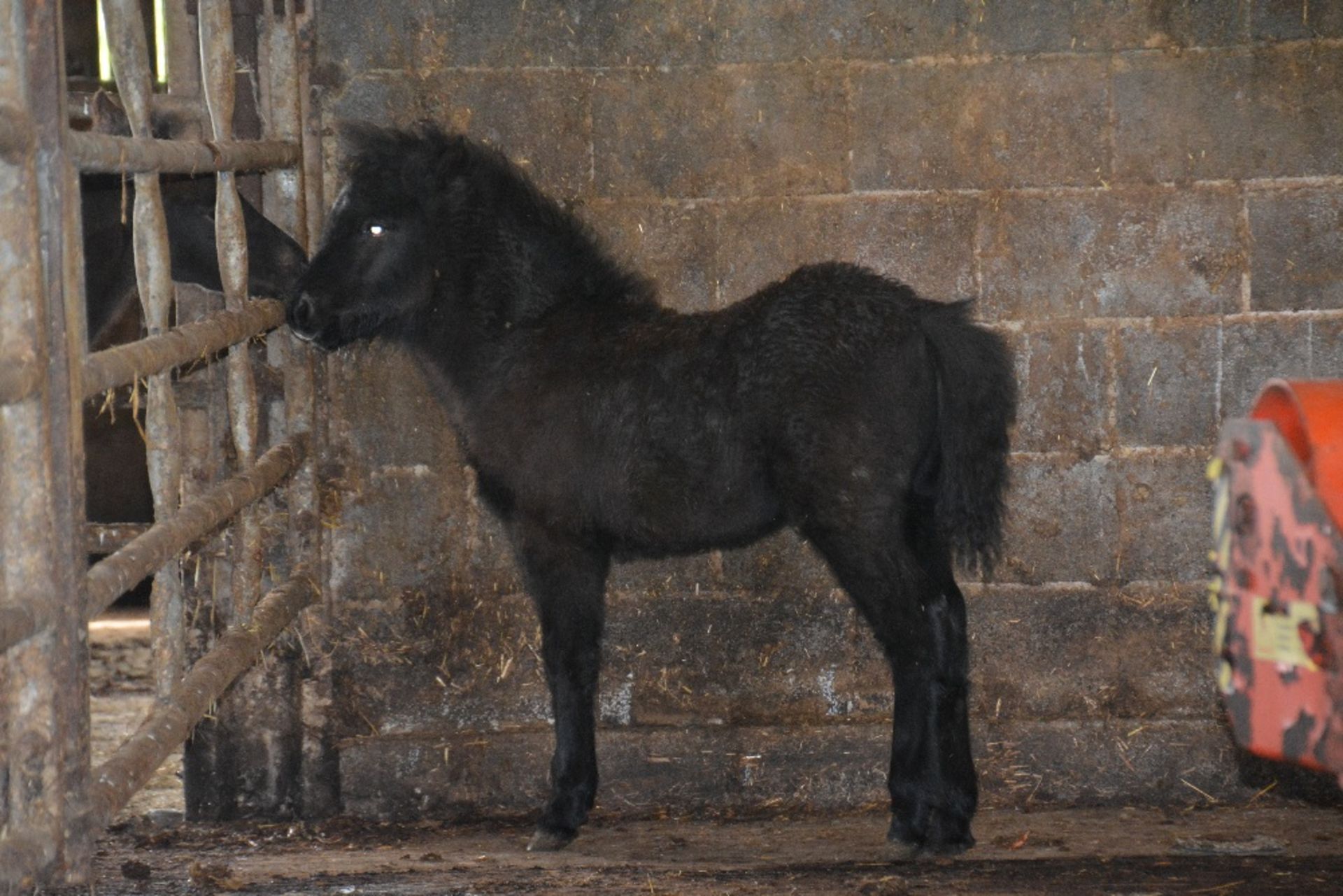 'BLACKATOR KIP' DARTMOOR HILL PONY GREY COLT APPROX 6 MONTHS OLD - Image 3 of 4