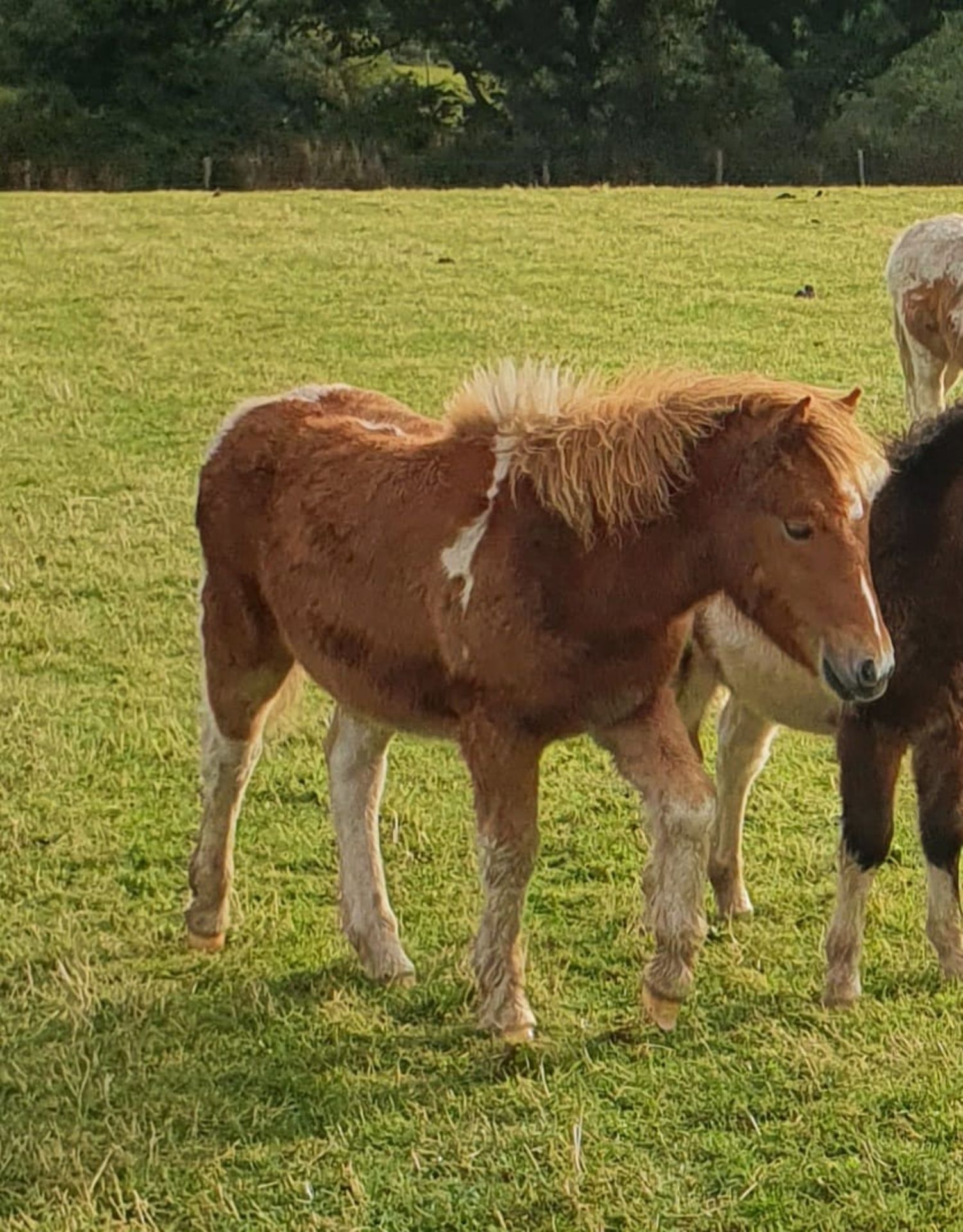 DARTMOOR HILL PONY CHESTNUT & WHITE FILLY APPROX 7 MONTHS OLD - Image 3 of 4