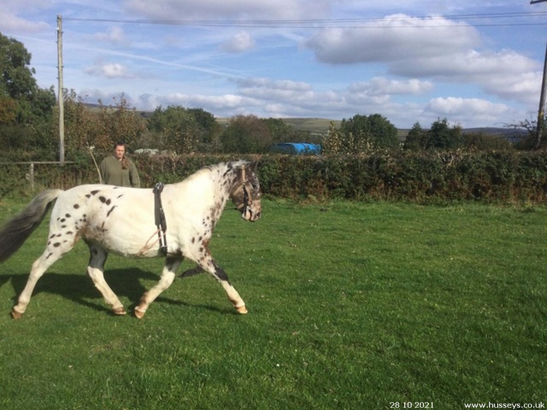 'BATWORTHY VICEROY' 4 YEARS OLD SPOTTED DARTMOOR HILL PONY GELDING - Image 3 of 3