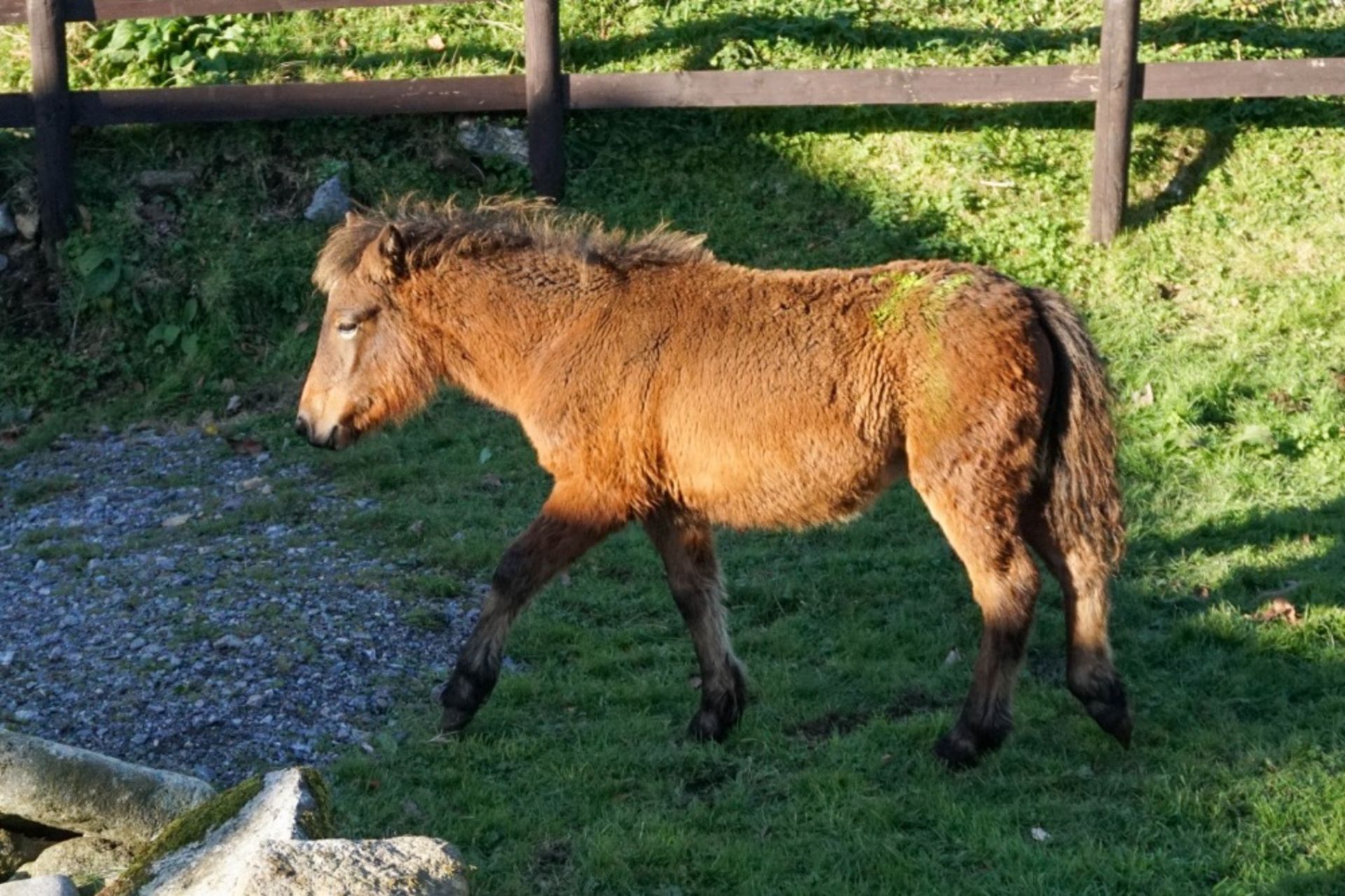 DARTMOOR HILL PONY FILLY APPROX 6 MONTHS OLD - Image 4 of 5