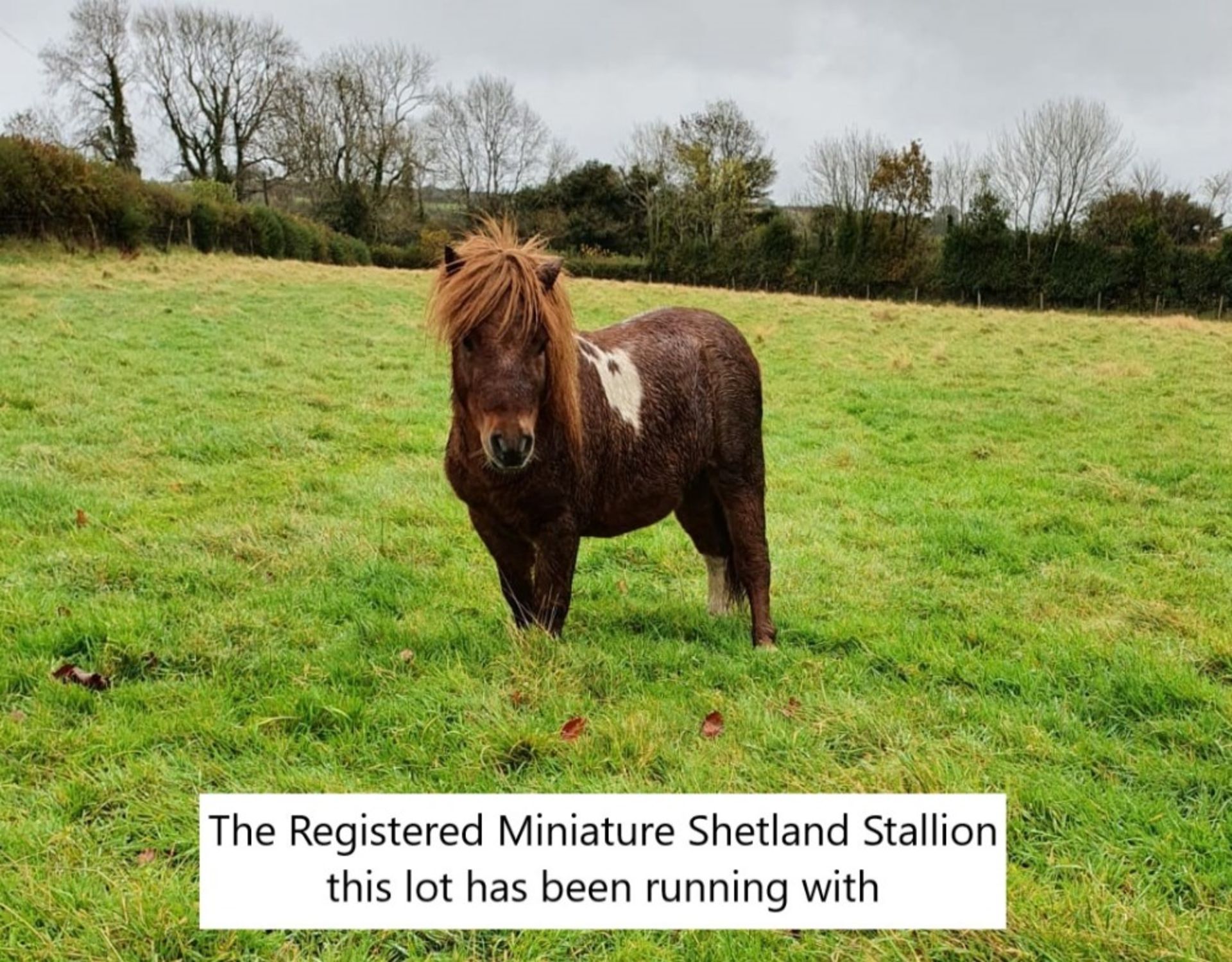 CHESTNUT SHETLAND MARE 10 YRS OLD REGISTERED WITH THE BRITISH SPOTTED PONY SOCIETY - Image 11 of 12