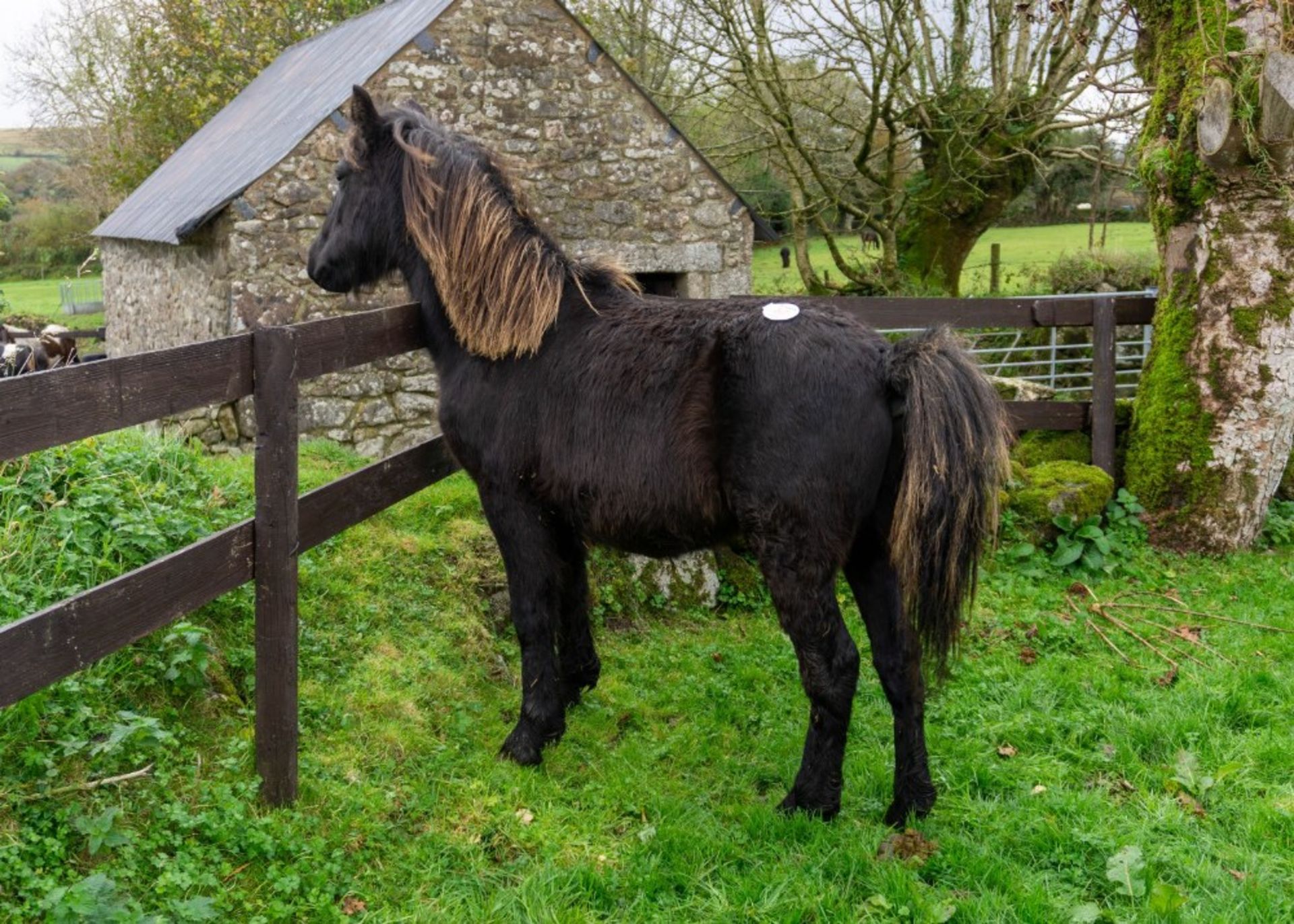 DARTMOOR HILL PONY COLT YEARLING - Image 3 of 5