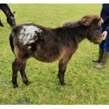 'EMSWORTHY SPLAT' DARTMOOR HILL PONY COLT APPROX 6 MONTHS OLD