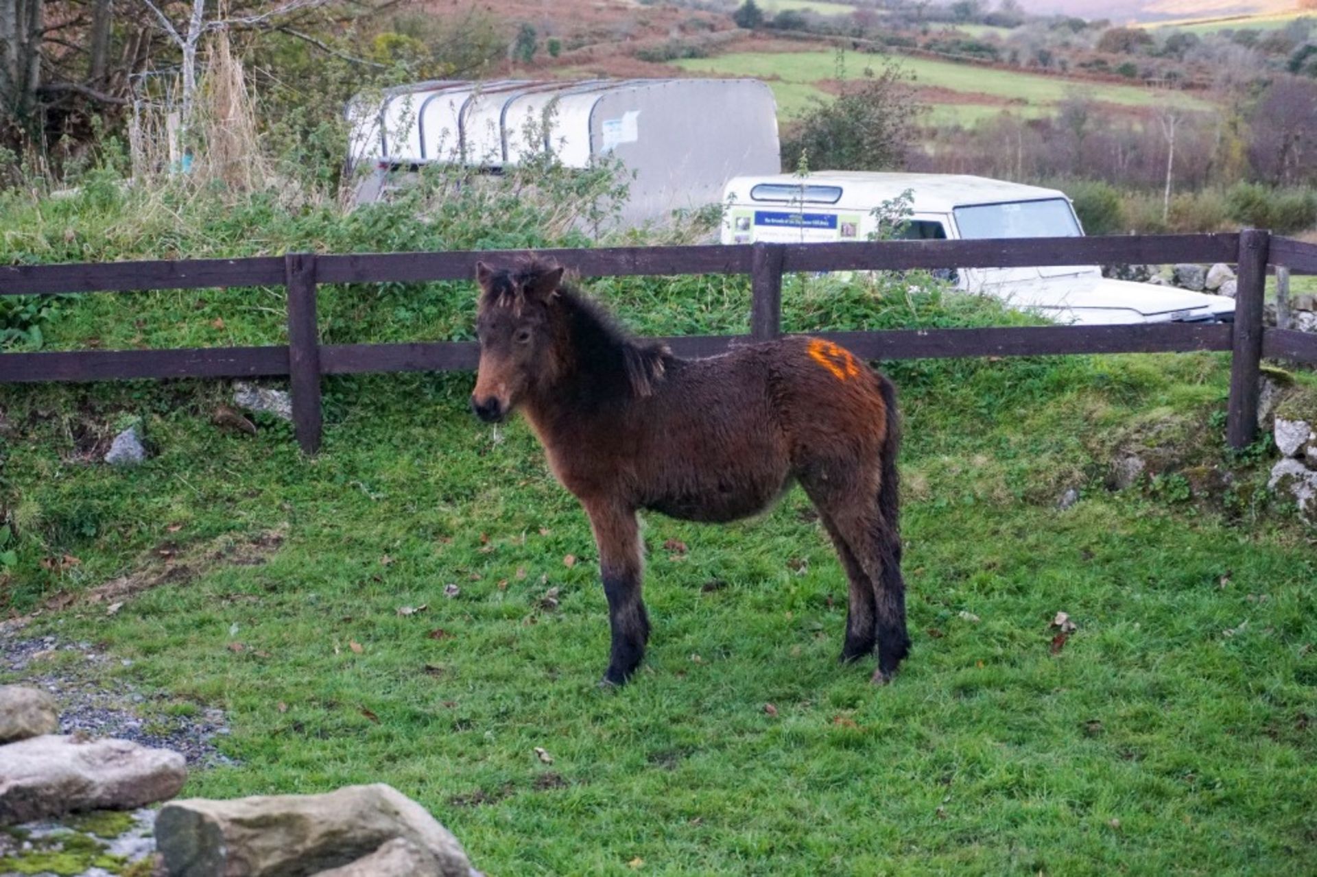 DARTMOOR HILL PONY FILLY APPROX 6 MONTHS OLD