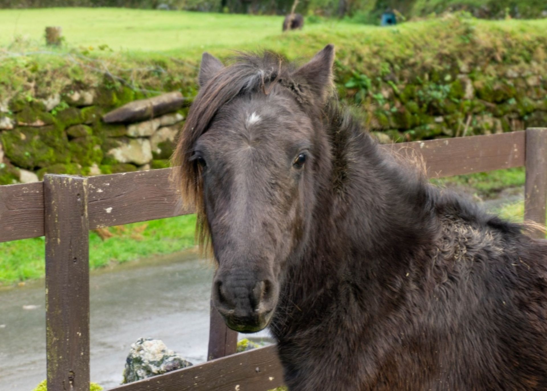 DARTMOOR HILL PONY FILLY APPROX 1 OR 2 YEARS OLD - Image 3 of 4