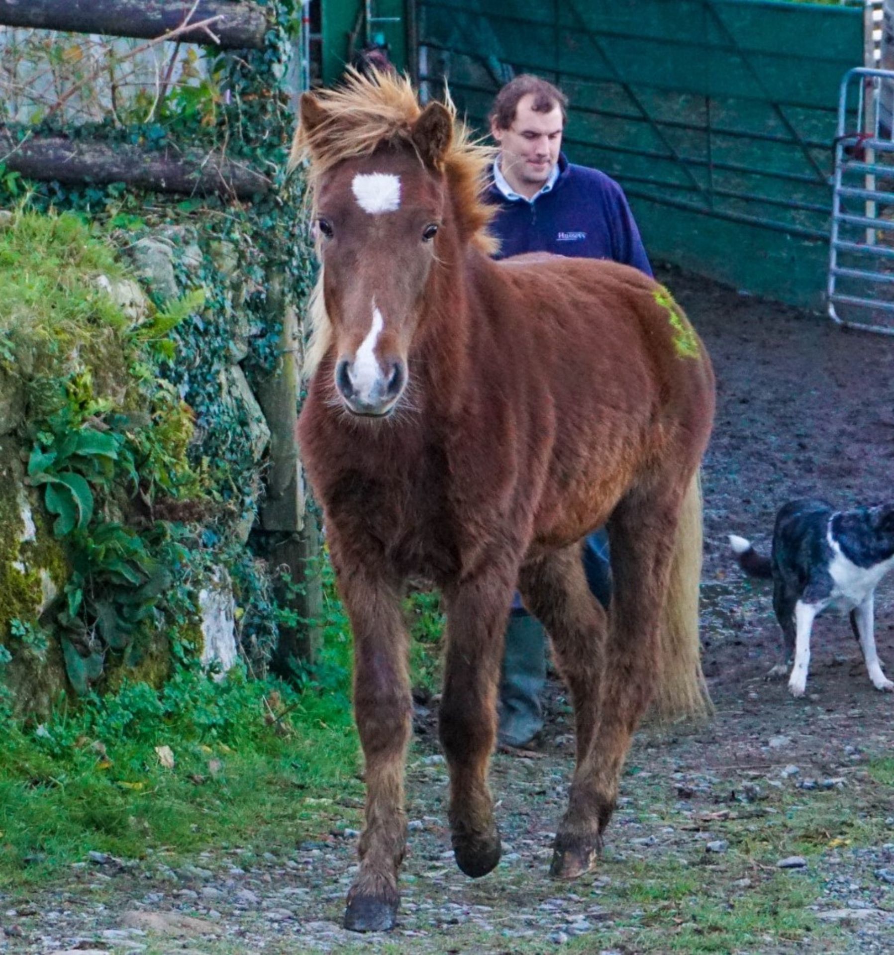 DARTMOOR HILL PONY CHESTNUT COLT APPROX 18 MONTHS OLD - Image 4 of 4
