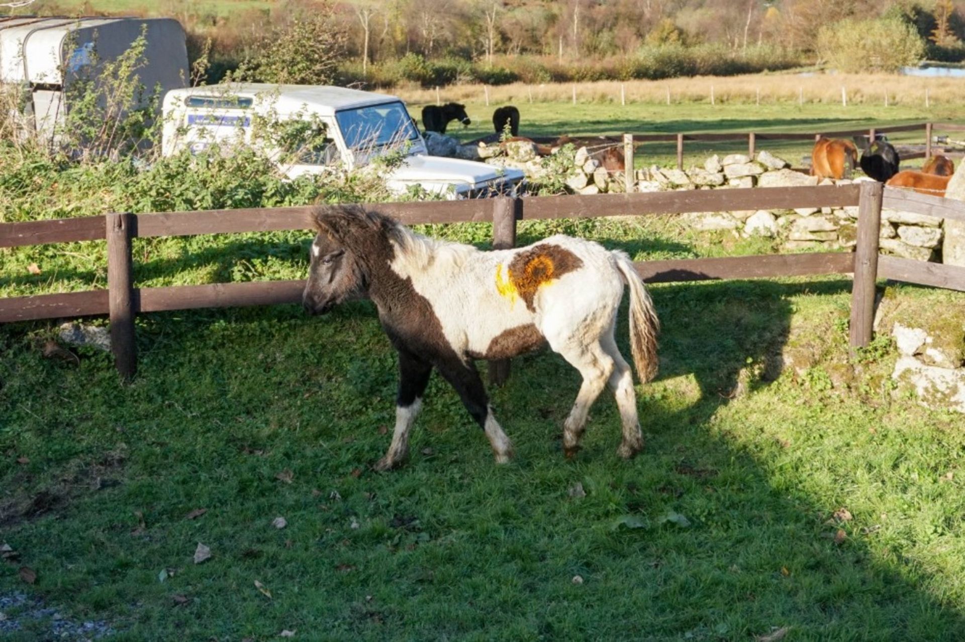 'SHERRIL POPS' DARTMOOR HILL PONY PIEBALD COLT APPROX 6 MONTHS OLD - Image 2 of 4