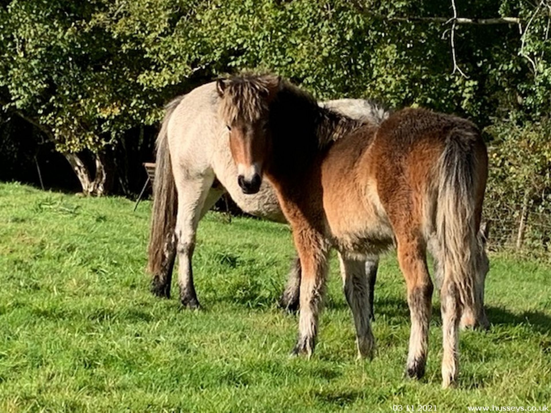 'AISH TOR HEATHER' DARTMOOR HILL PONY FILLY 7 MONTHS OLD - Image 3 of 6