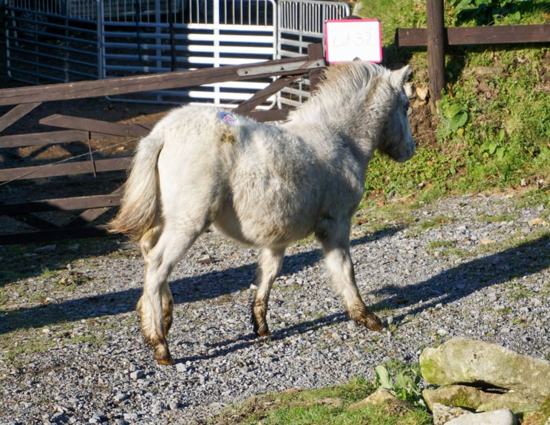 SHETLAND X DARTMOOR HILL PONY FILLY APPROX 6 MONTHS OLD - Image 3 of 3