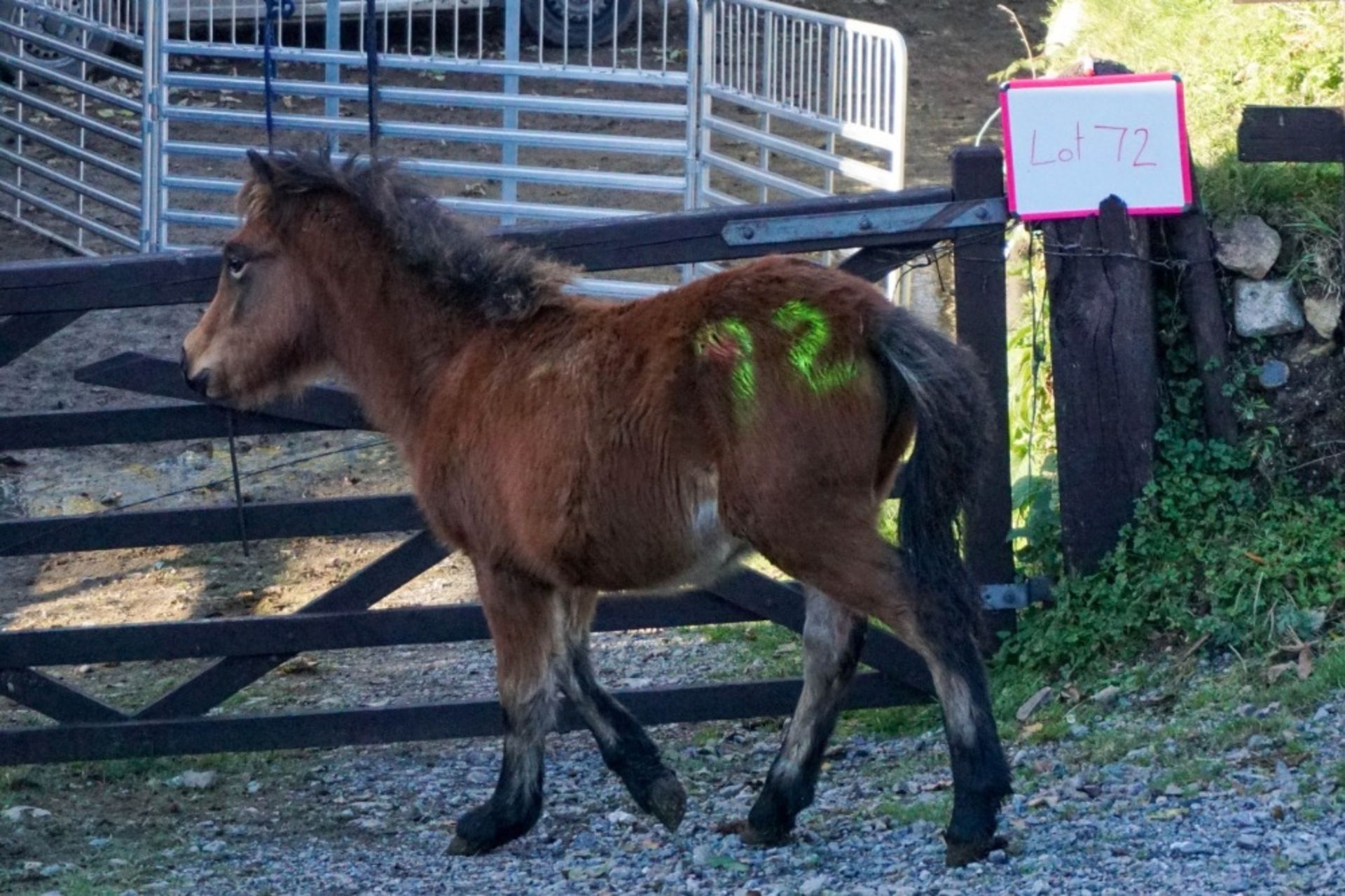 DARTMOOR HILL PONY FILLY APPROX 6 MONTHS OLD - Image 2 of 2