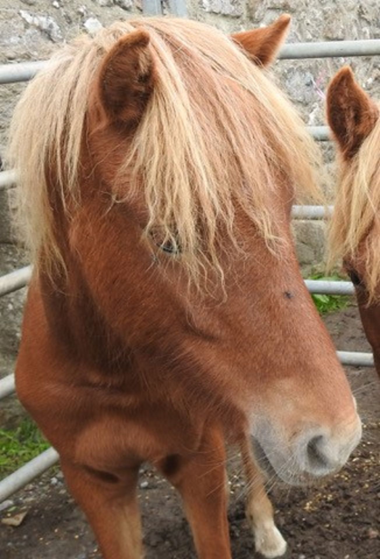 'CATOR HONEY' DARTMOOR HILL PONY CHESTNUT FILLY APPROX 18 MONTHS OLD