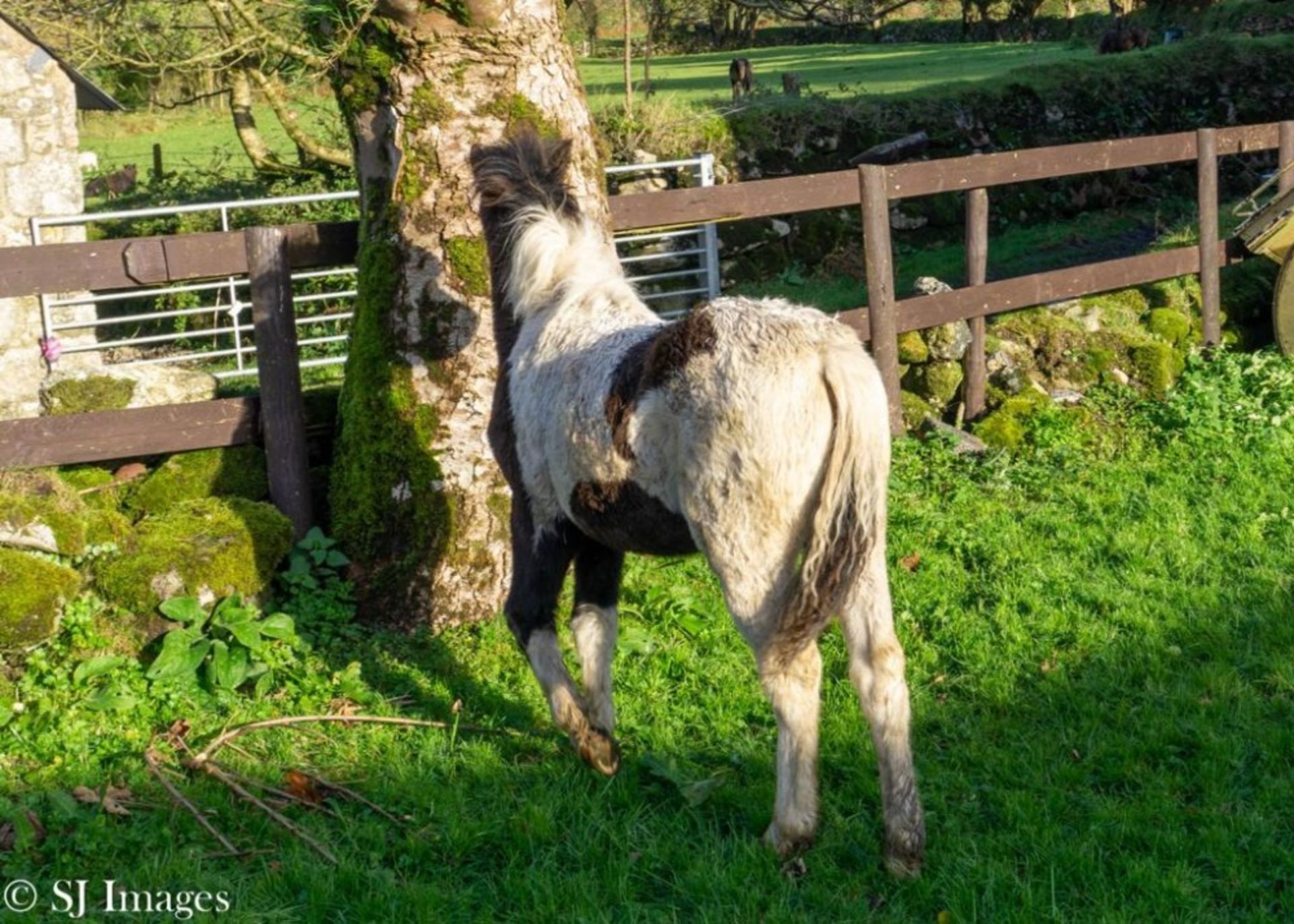 'SHERRIL POPS' DARTMOOR HILL PONY PIEBALD COLT APPROX 6 MONTHS OLD - Image 4 of 4