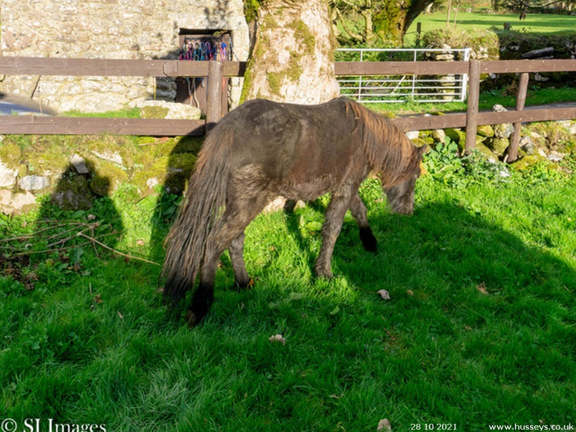 'BUSTY EMSWORTHY' DARTMOOR HILL PONY GELDING YEARLING - Image 2 of 3