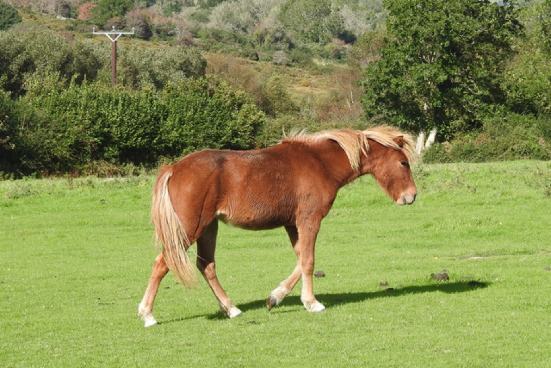 'CATOR HONEY' DARTMOOR HILL PONY CHESTNUT FILLY APPROX 18 MONTHS OLD - Image 4 of 4