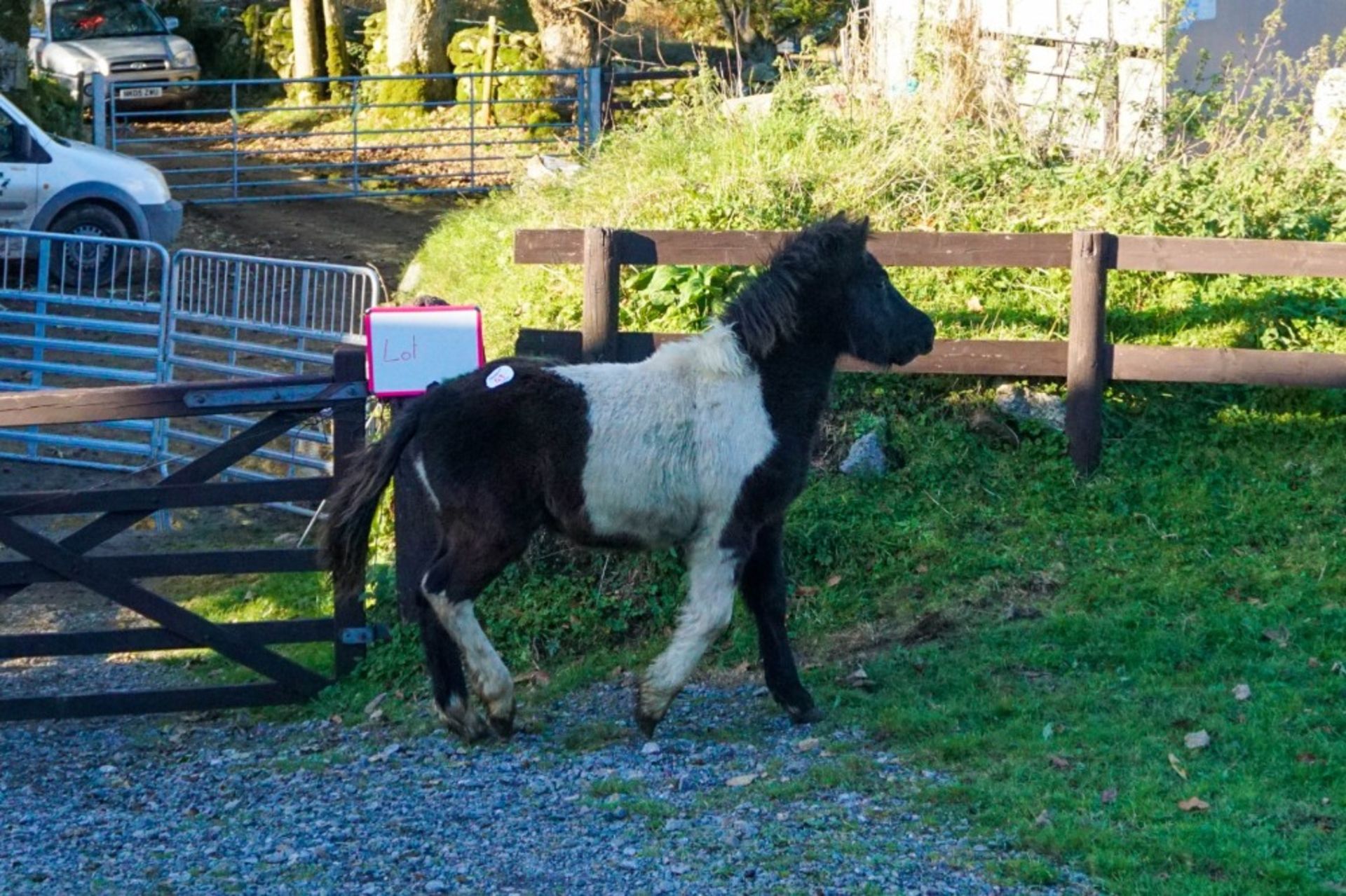 'SHERRIL CRACKLE' DARTMOOR HILL PONY PIEBALD FILLY APPROX 6 MONTHS OLD - Image 2 of 4