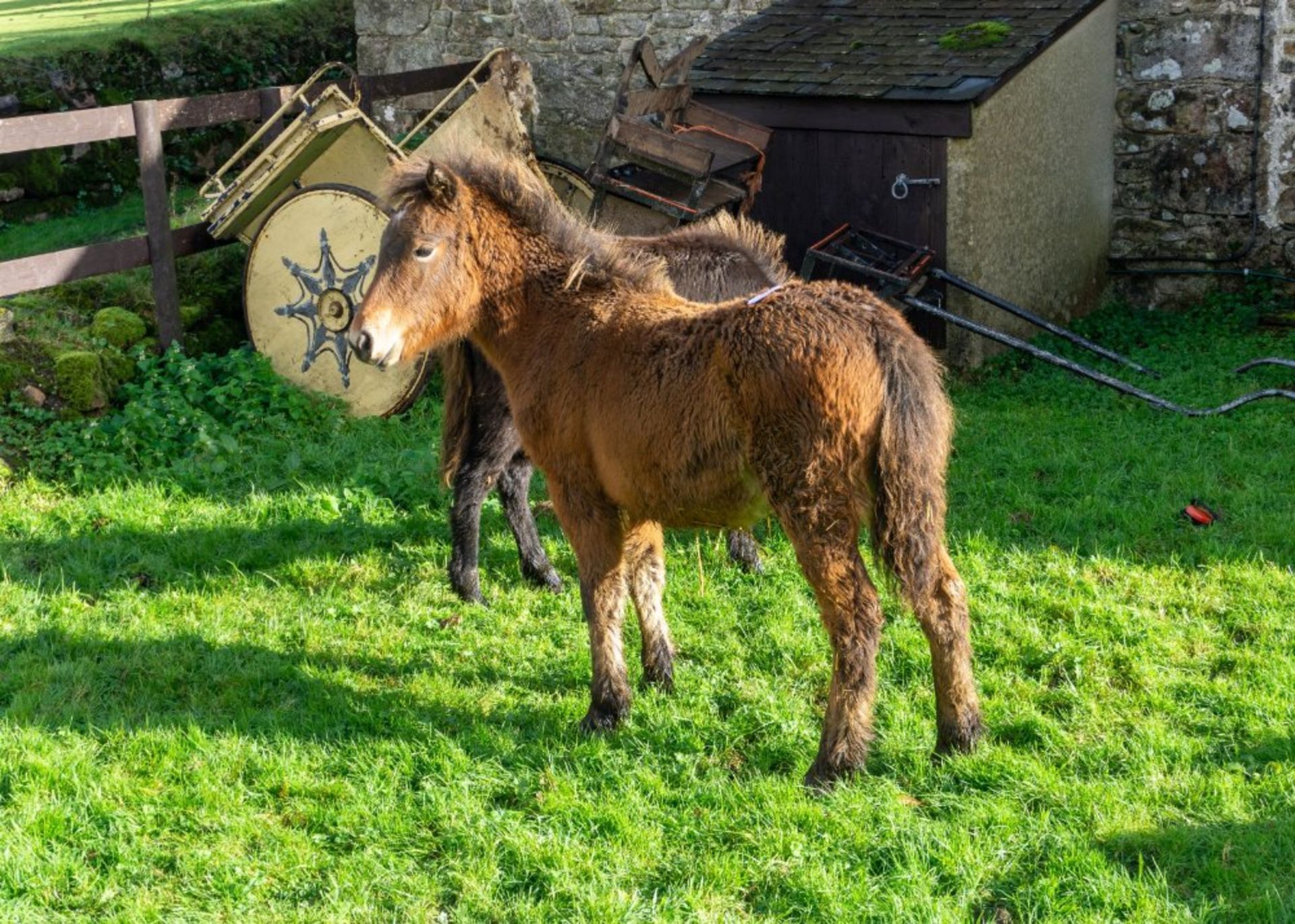 DARTMOOR HILL PONY FILLY APPROX 6 MONTHS OLD - Image 3 of 5