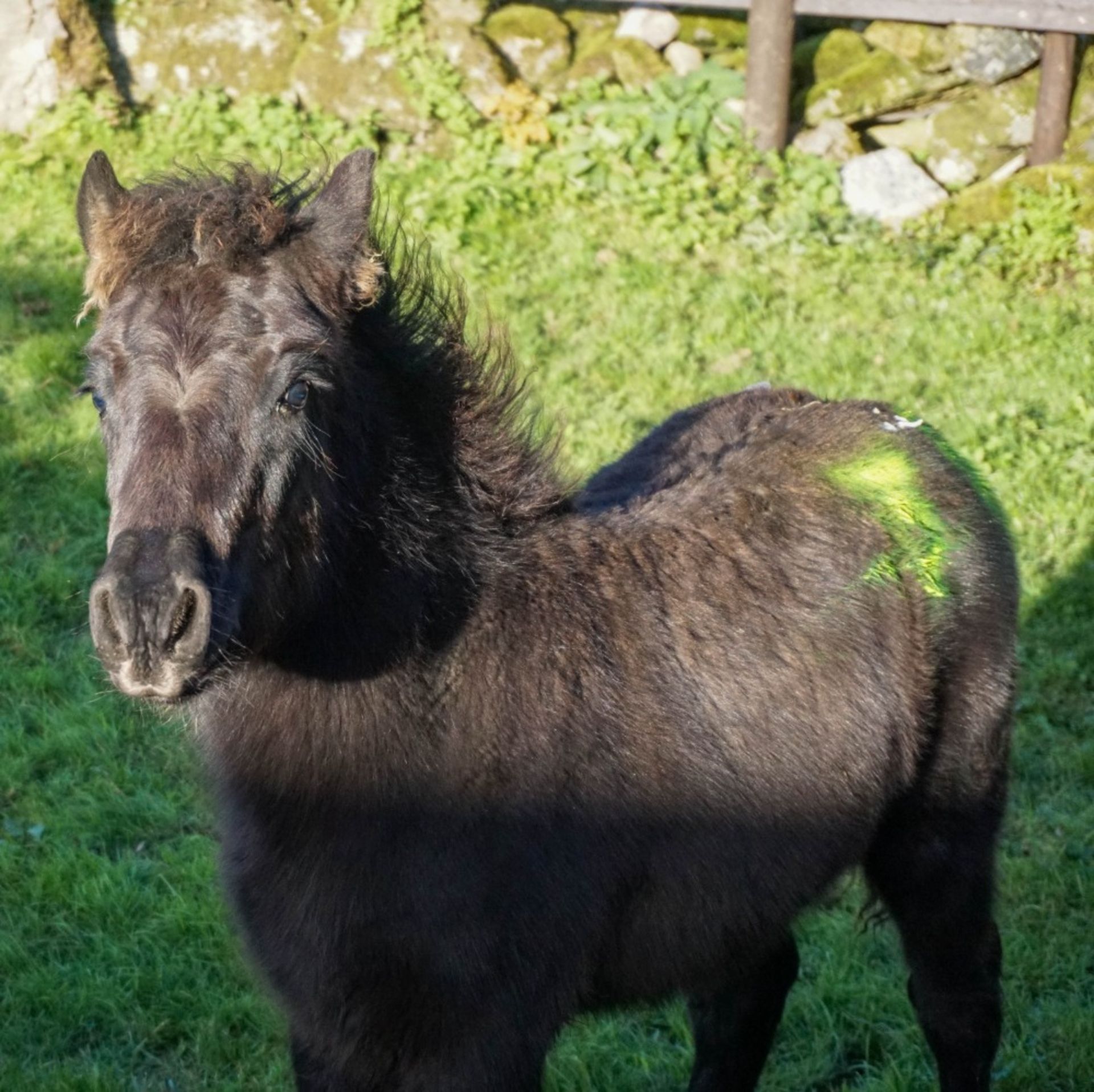 DARTMOOR HILL PONY BLACK COLT APPROX 6 MONTHS OLD - Image 3 of 4