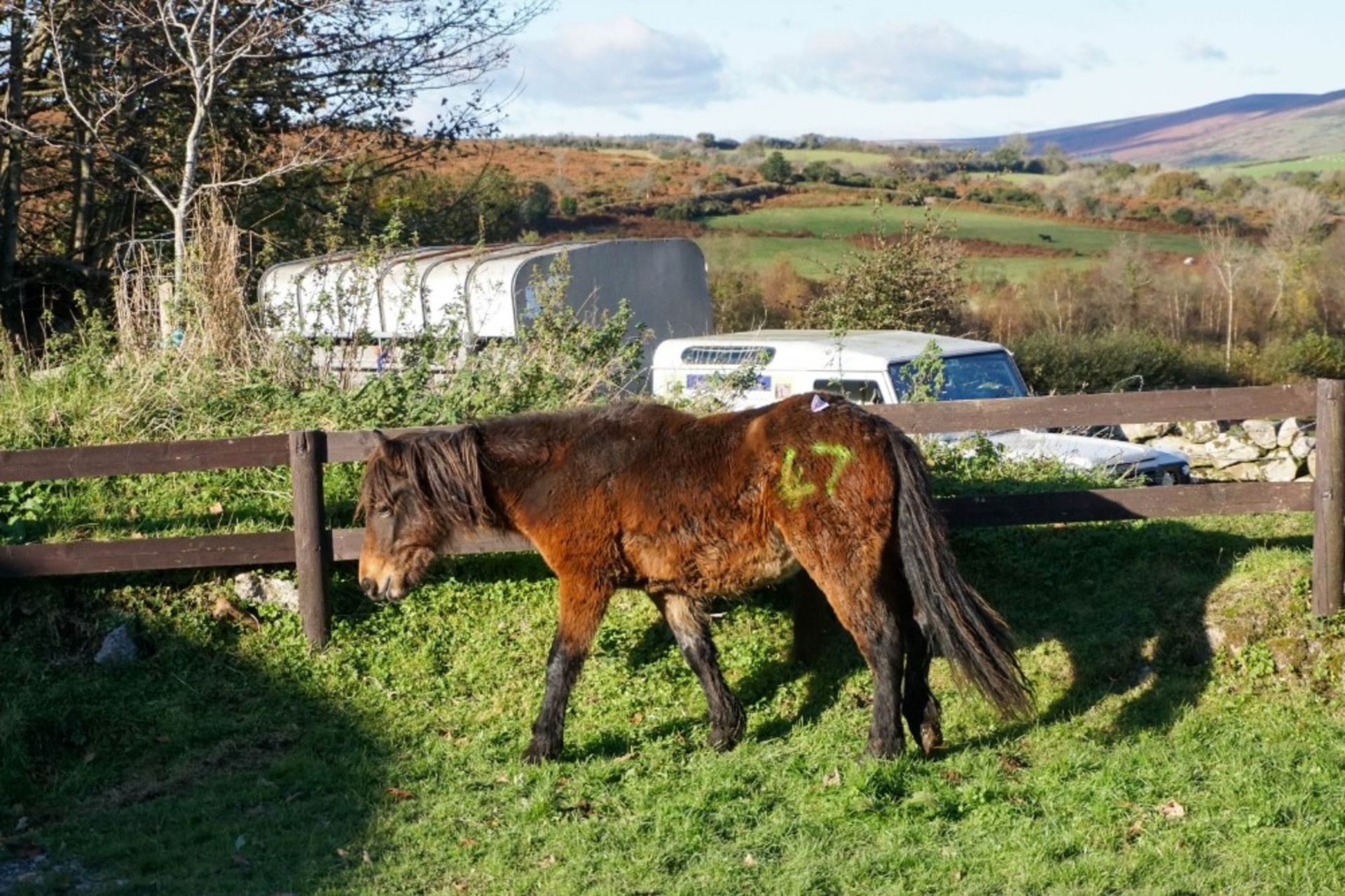 DARTMOOR HILL PONY COLT APPROX 18 MONTHS OLD - Image 4 of 5
