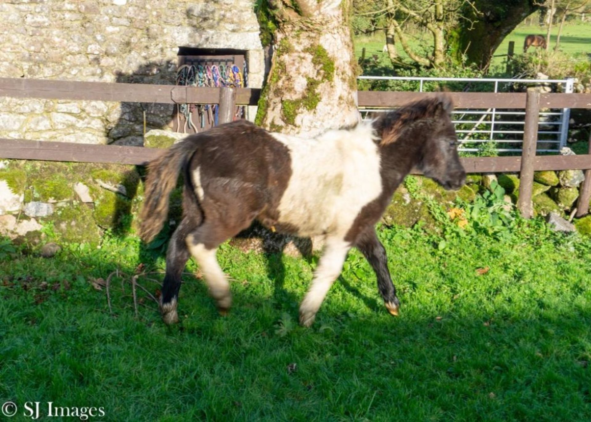 'SHERRIL CRACKLE' DARTMOOR HILL PONY PIEBALD FILLY APPROX 6 MONTHS OLD - Image 3 of 4
