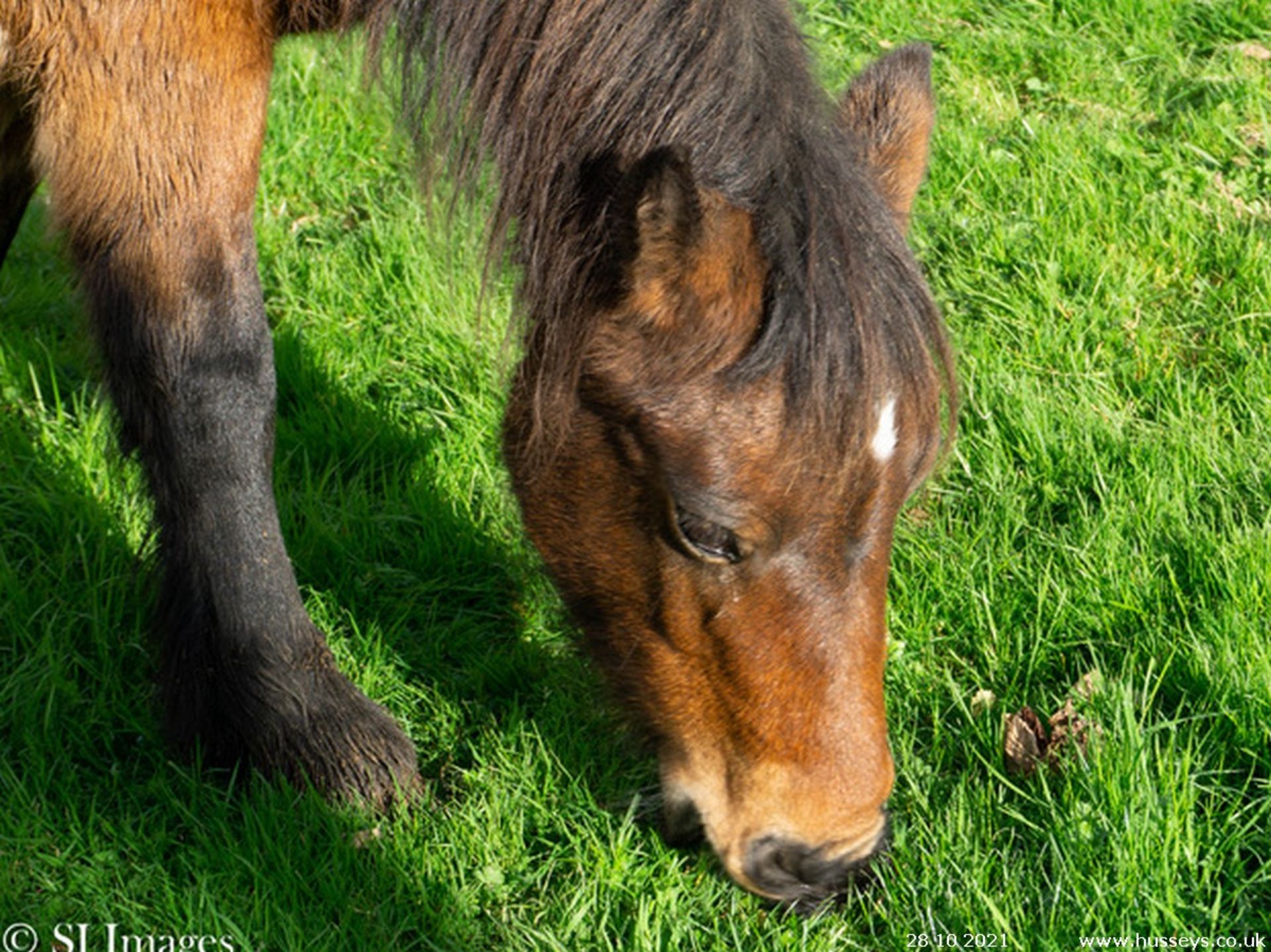 DARTMOOR HILL PONY MARE - Image 2 of 4