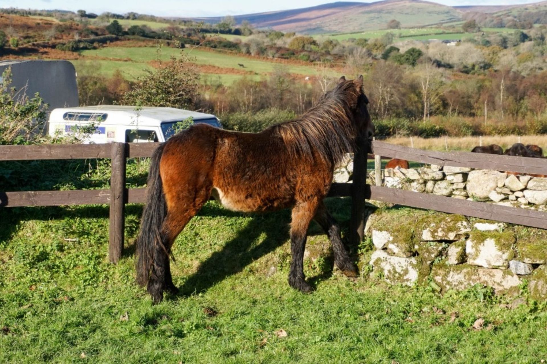 DARTMOOR HILL PONY COLT APPROX 18 MONTHS OLD - Image 5 of 5