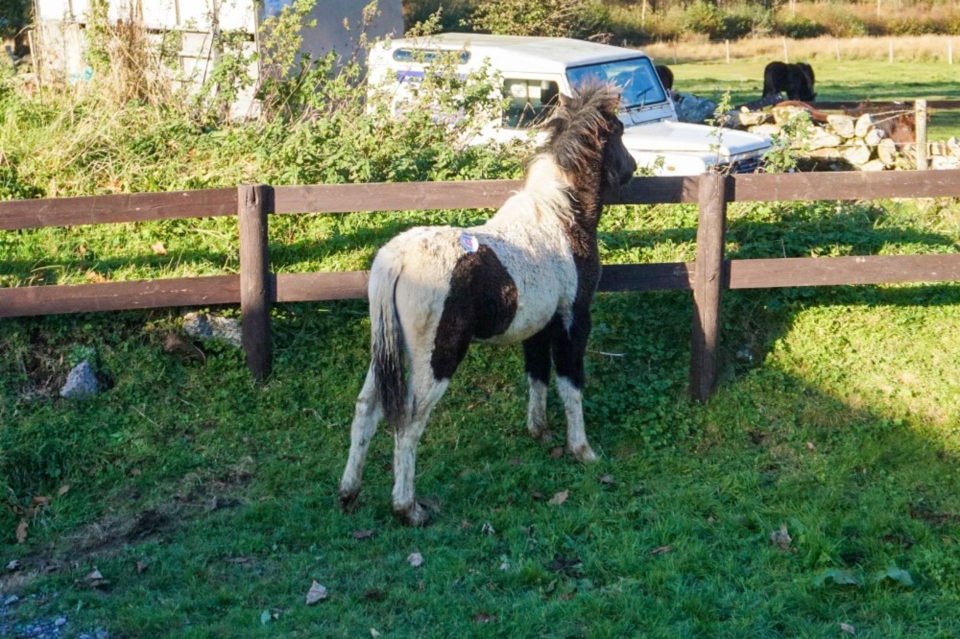 'SHERRIL POPS' DARTMOOR HILL PONY PIEBALD COLT APPROX 6 MONTHS OLD - Image 3 of 4