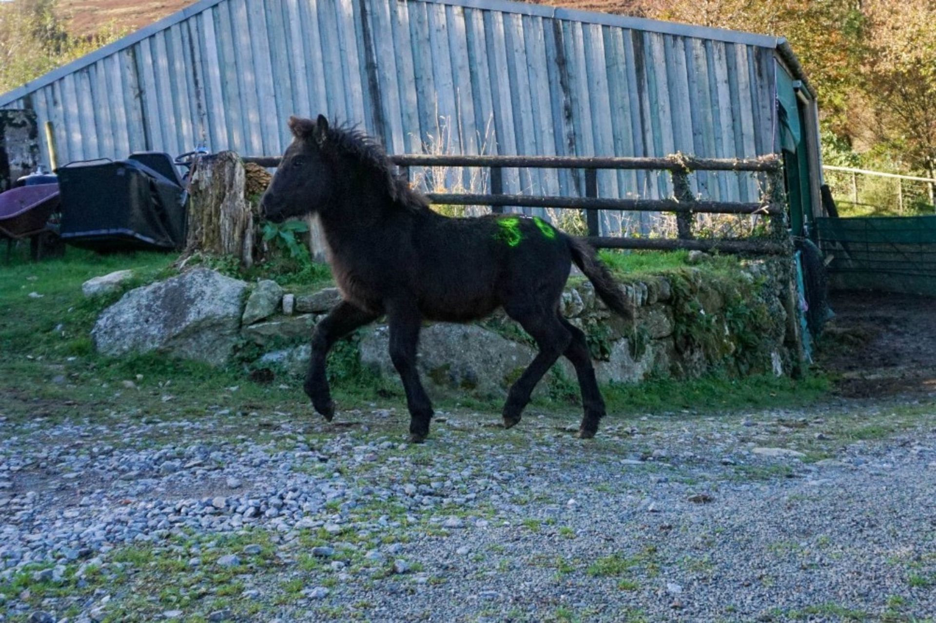 DARTMOOR HILL PONY BLACK COLT APPROX 6 MONTHS OLD - Image 4 of 4