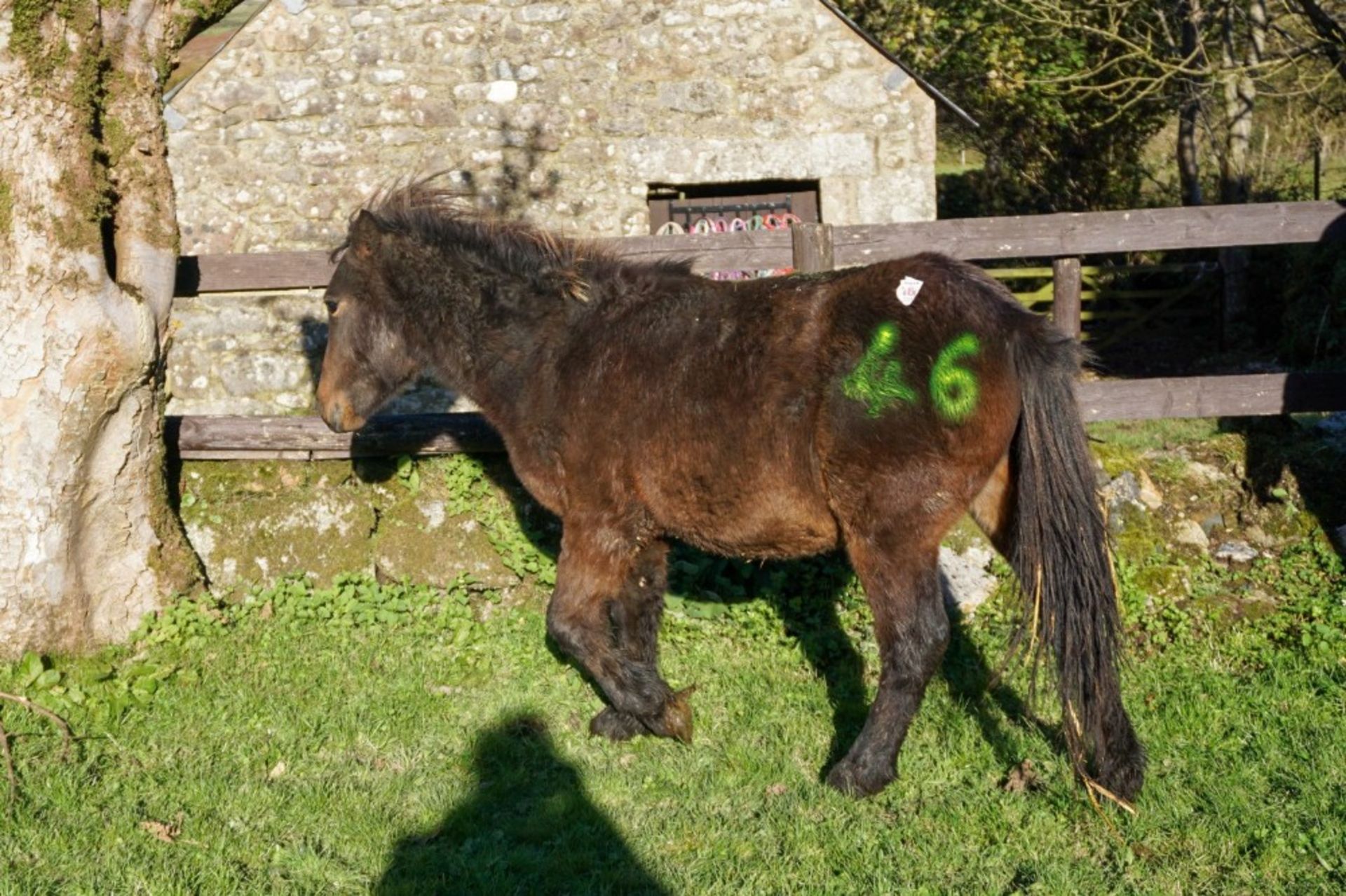 DARTMOOR HILL PONY DARK BAY COLT 18 MONTHS OLD - Image 4 of 4