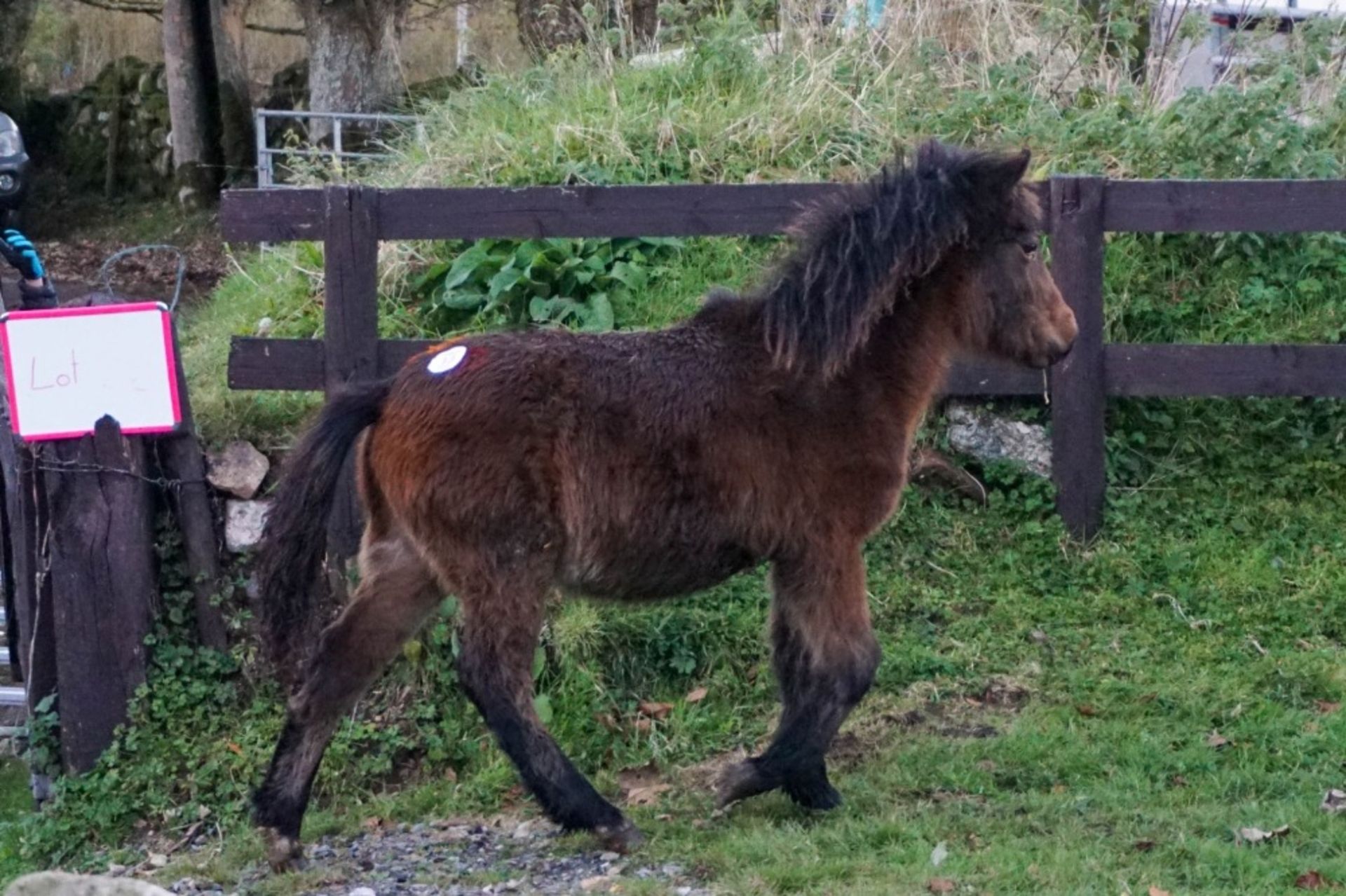 DARTMOOR HILL PONY FILLY APPROX 6 MONTHS OLD - Image 4 of 7