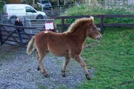 DARTMOOR HILL PONY CHESTNUT COLT APPROX 6 MONTHS OLD