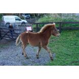 DARTMOOR HILL PONY CHESTNUT COLT APPROX 6 MONTHS OLD