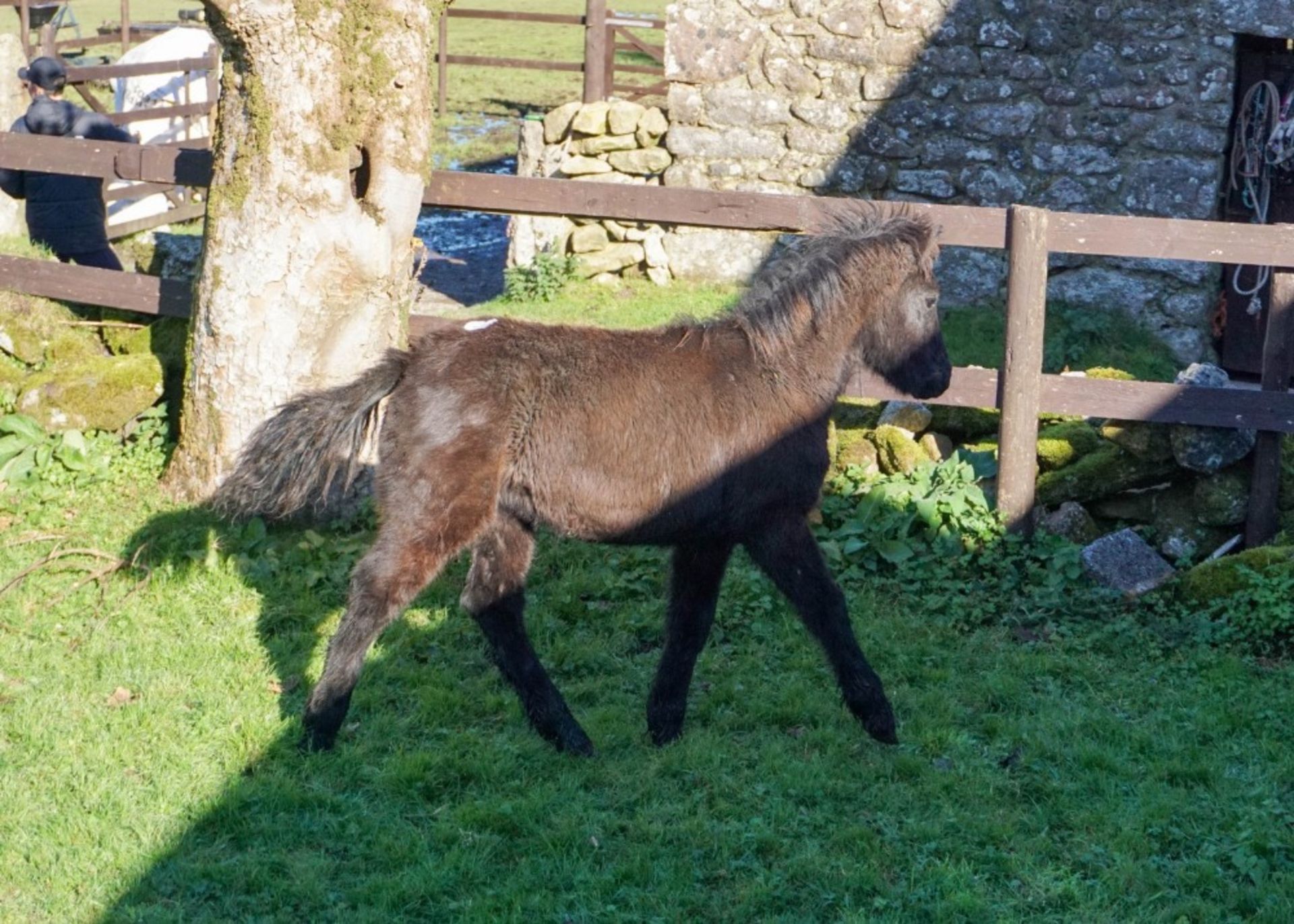 DARTMOOR HILL PONY FILLY APPROX 6 MONTHS OLD - Image 2 of 2