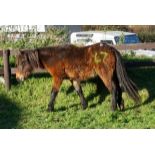 DARTMOOR HILL PONY COLT APPROX 18 MONTHS OLD