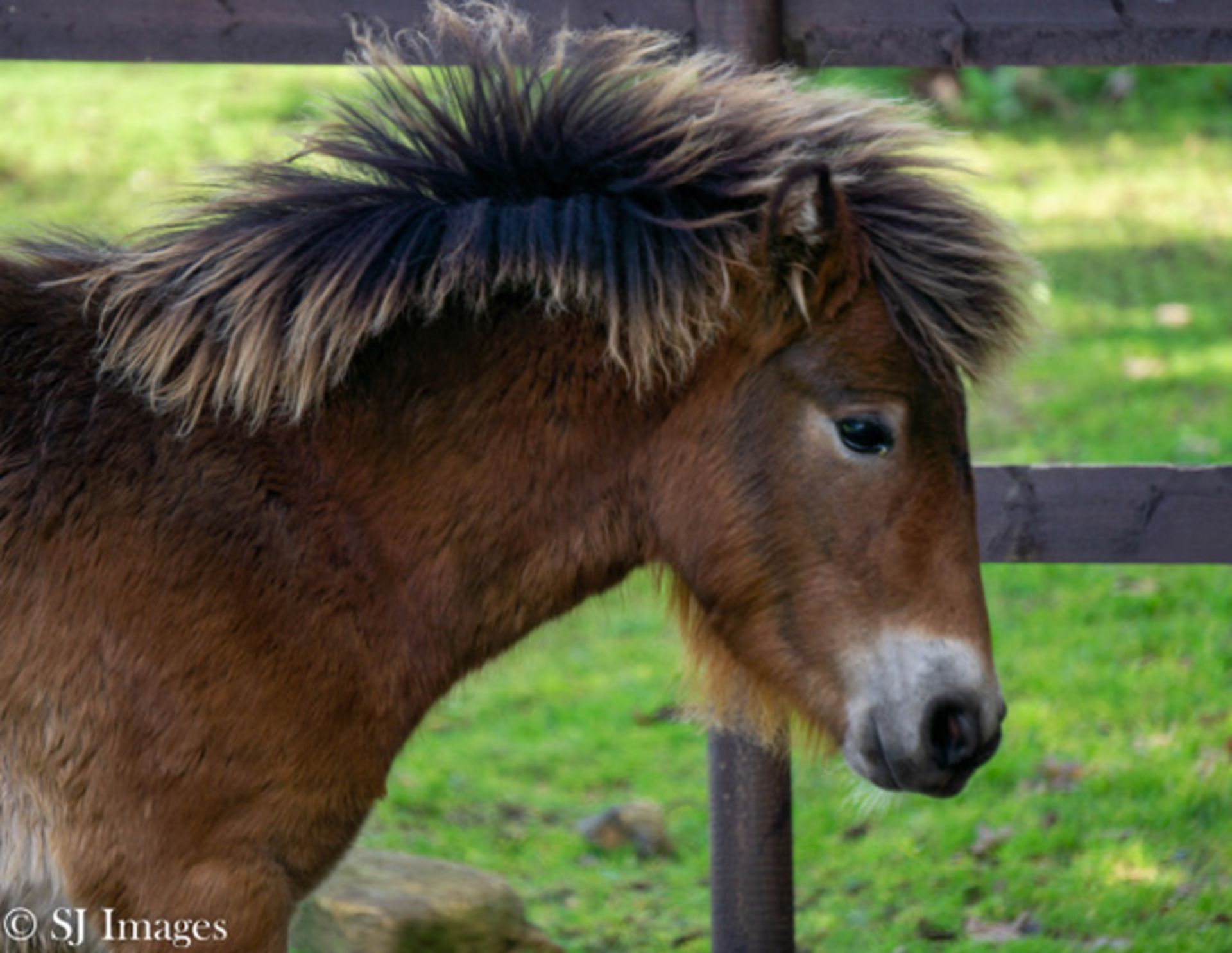 'AISH TOR HEATHER' DARTMOOR HILL PONY FILLY 7 MONTHS OLD - Image 5 of 6