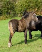 'CHINKWELL LADY GREY' DARTMOOR HILL PONY FILLY APPROX 6 MONTHS OLD