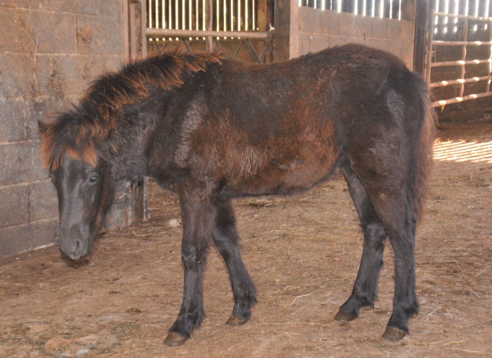 'BLACKATOR KEIRA' DARTMOOR HILL PONY DARK BAY FILLY APPROX 6 MONTHS OLD - Image 10 of 10
