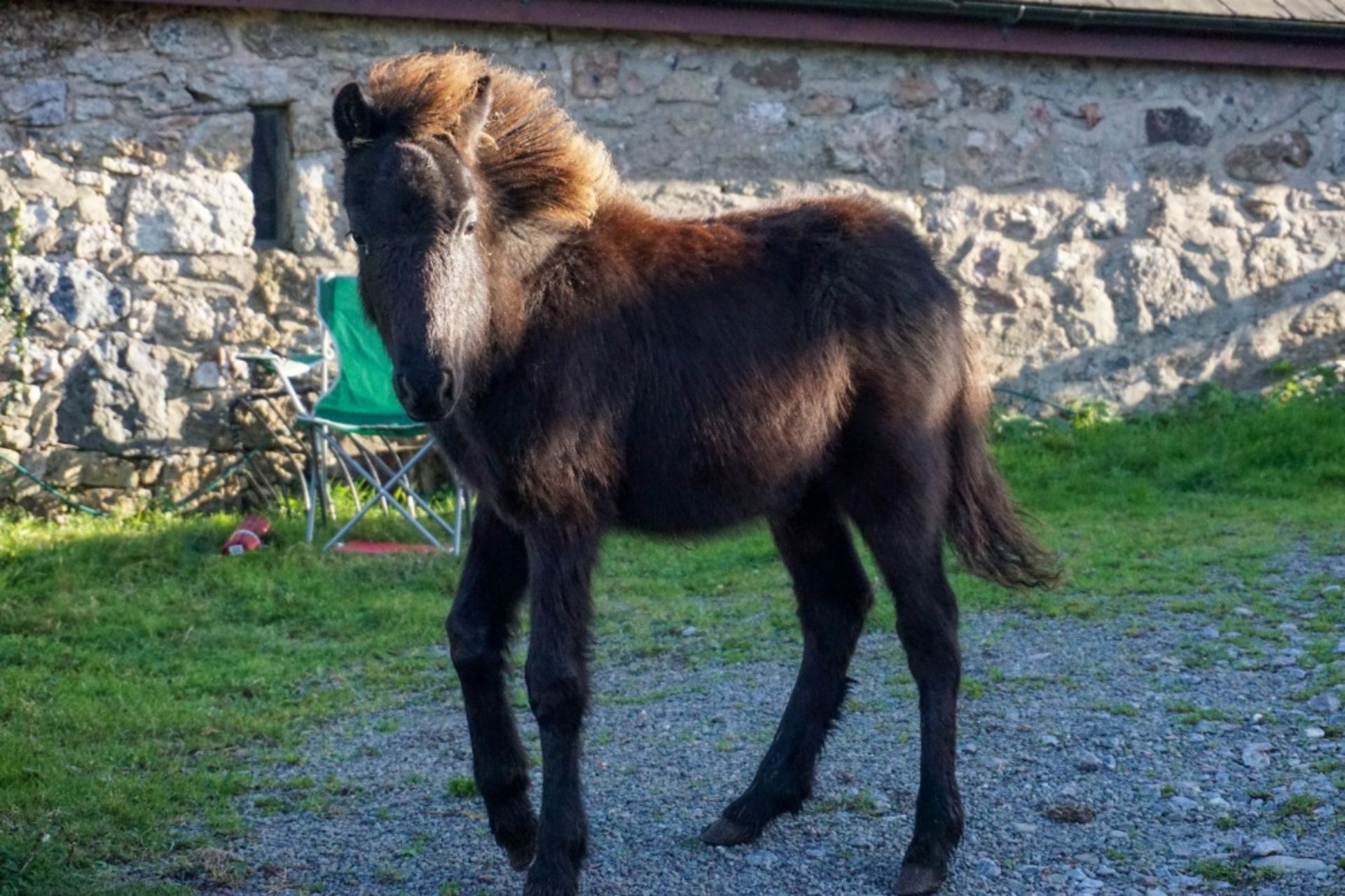DARTMOOR HILL PONY COLT APPROX 6 MONTHS OLD - Image 2 of 4