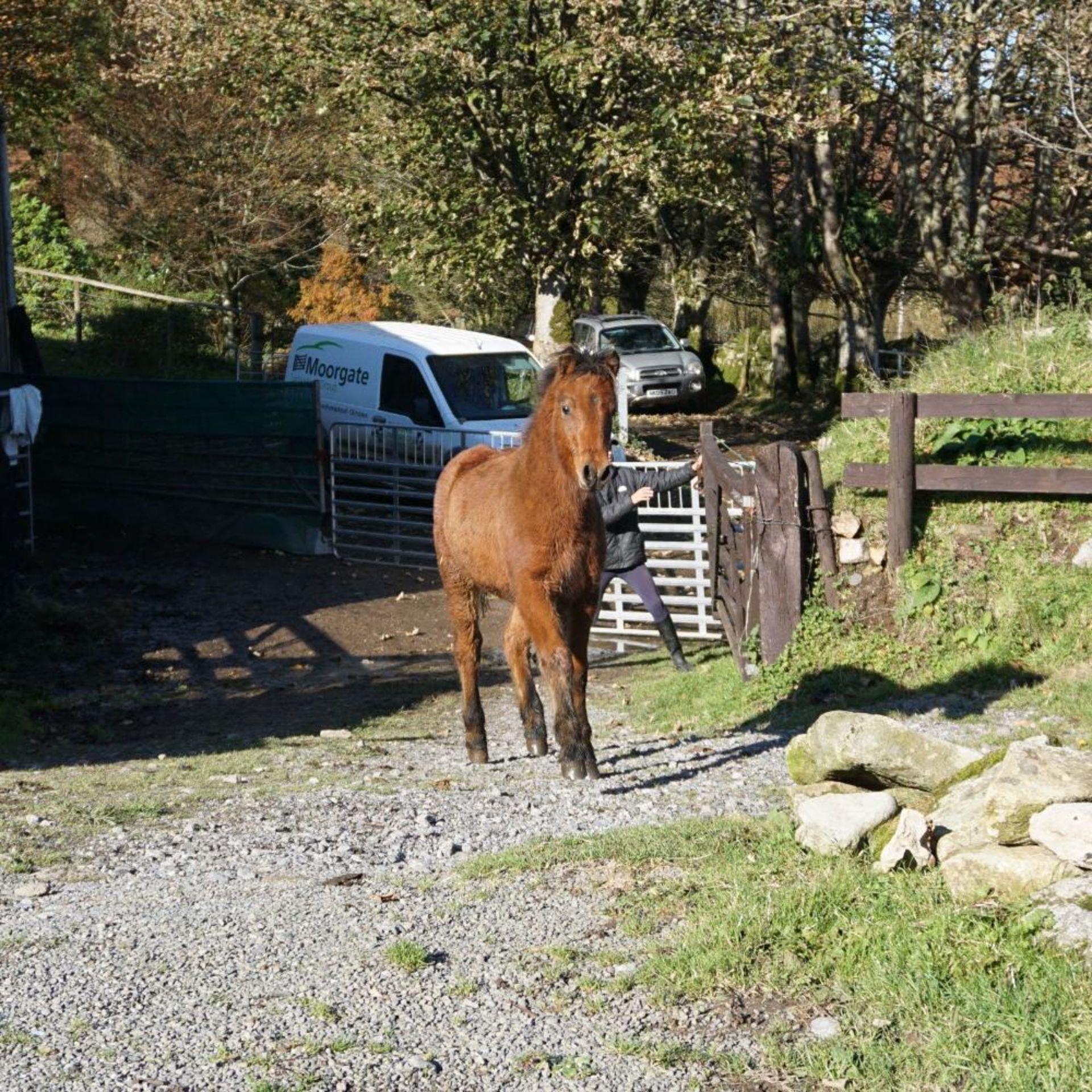 DARTMOOR HILL PONY COLT APPROX 6 MONTHS OLD - Image 2 of 3