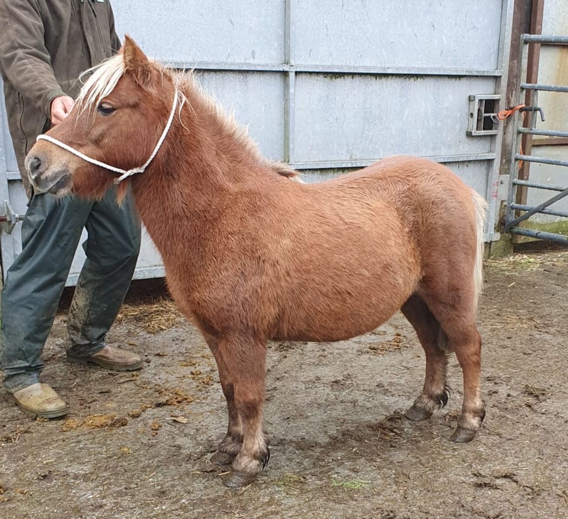 CHESTNUT SHETLAND MARE 10 YRS OLD REGISTERED WITH THE BRITISH SPOTTED PONY SOCIETY