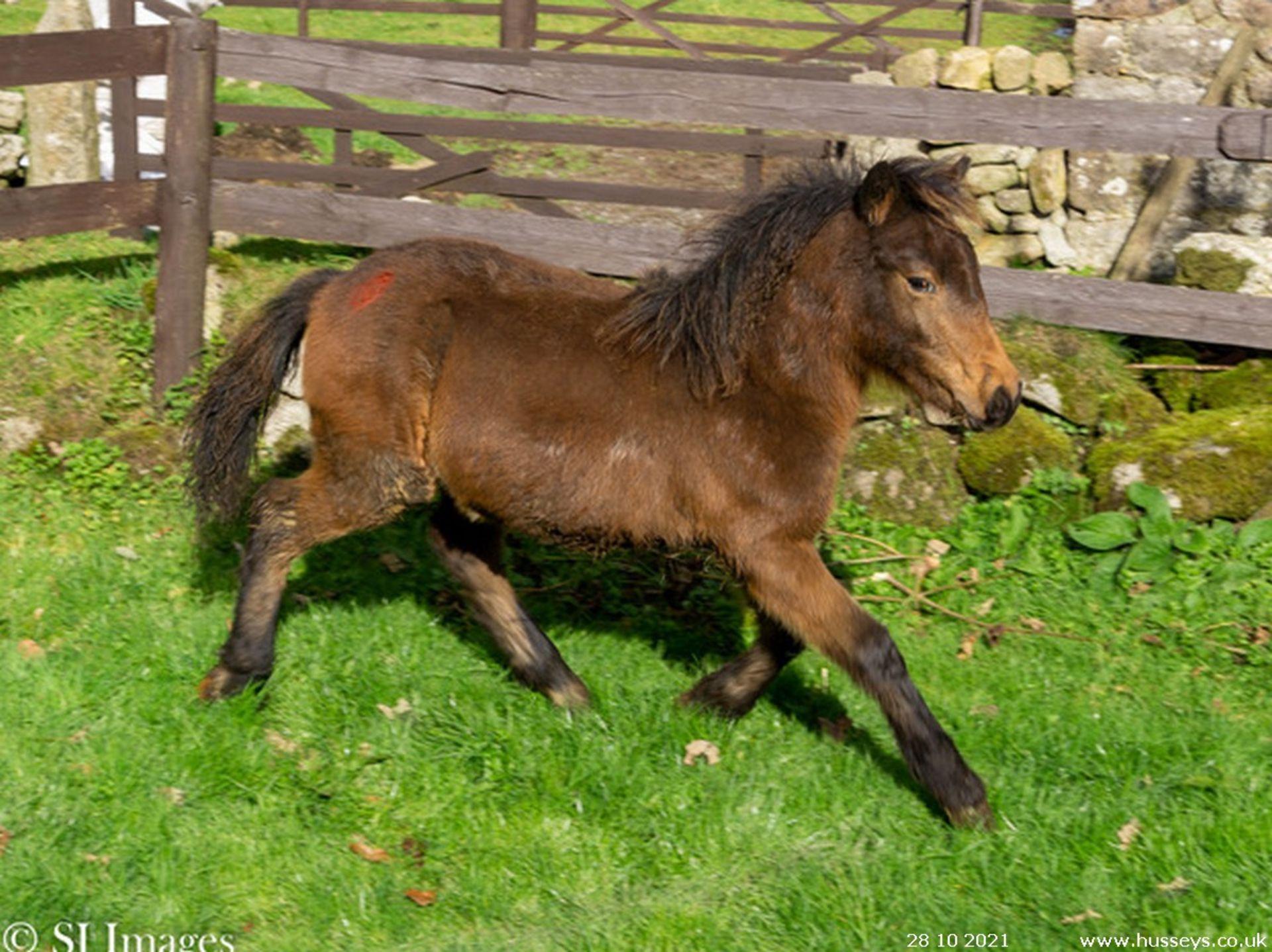 DARTMOOR HILL PONY FILLY APPROX 6 MONTHS OLD - Image 6 of 7