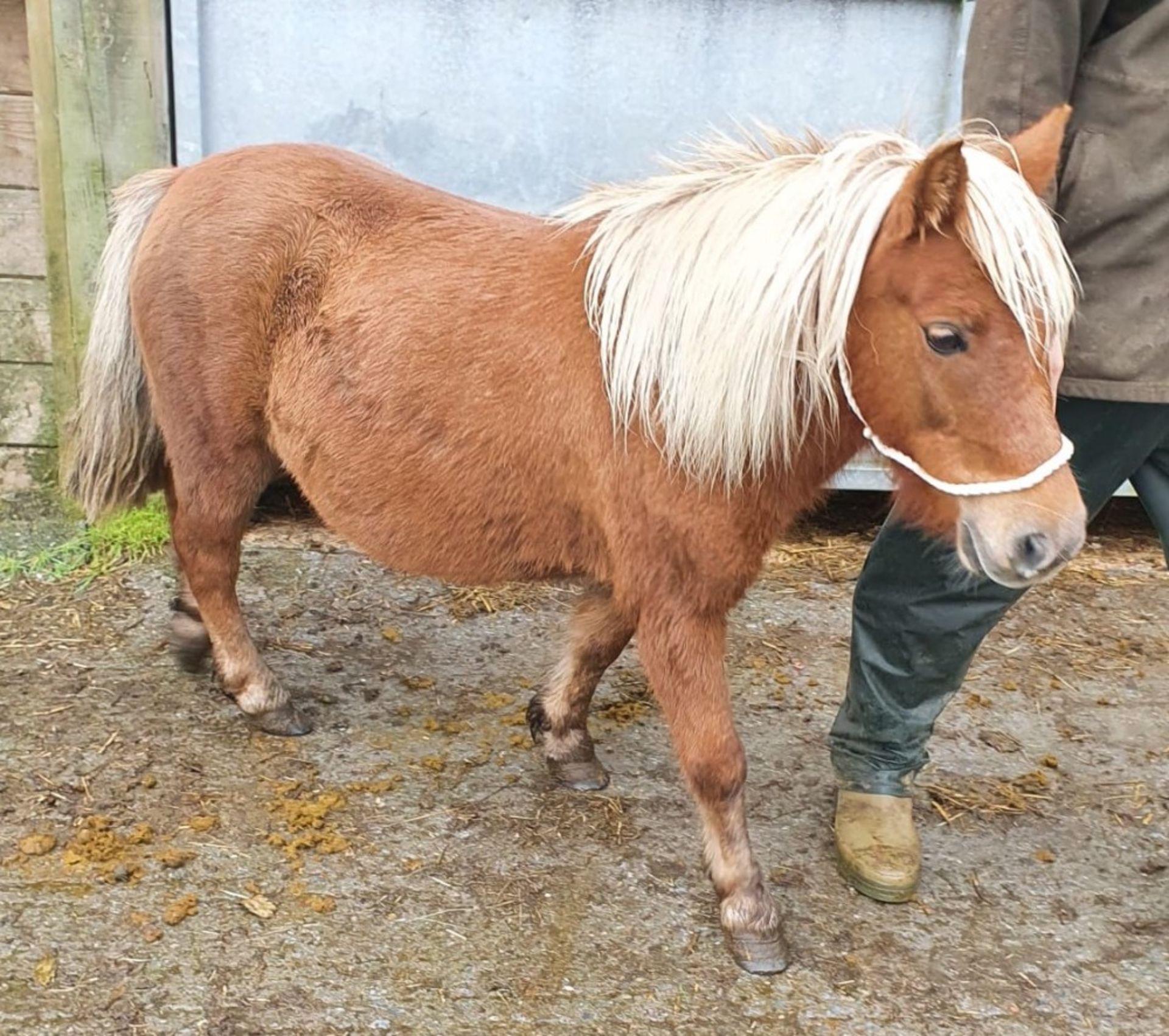 CHESTNUT SHETLAND MARE 10 YRS OLD REGISTERED WITH THE BRITISH SPOTTED PONY SOCIETY - Image 7 of 12