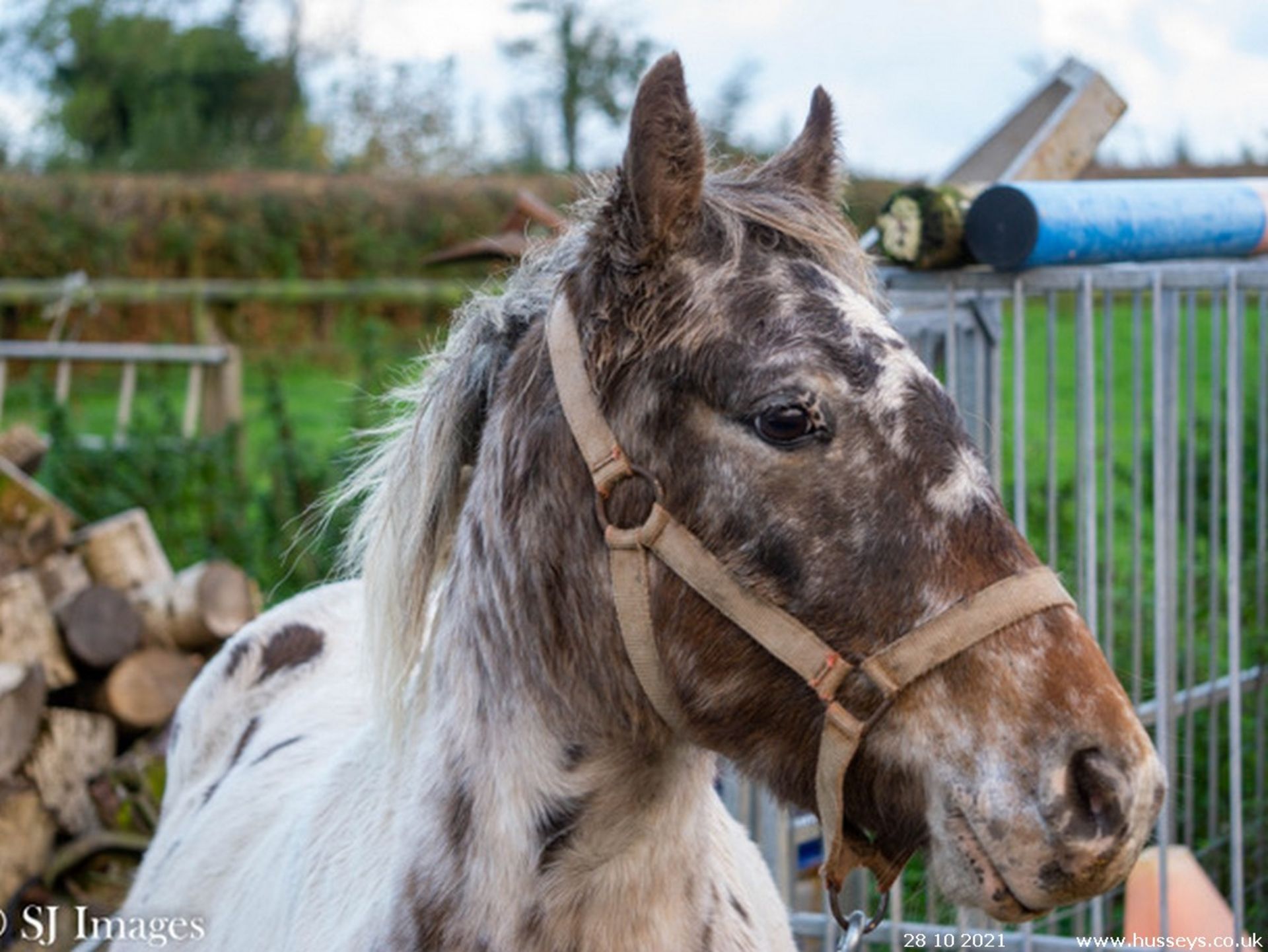 'BATWORTHY VICEROY' 4 YEARS OLD SPOTTED DARTMOOR HILL PONY GELDING