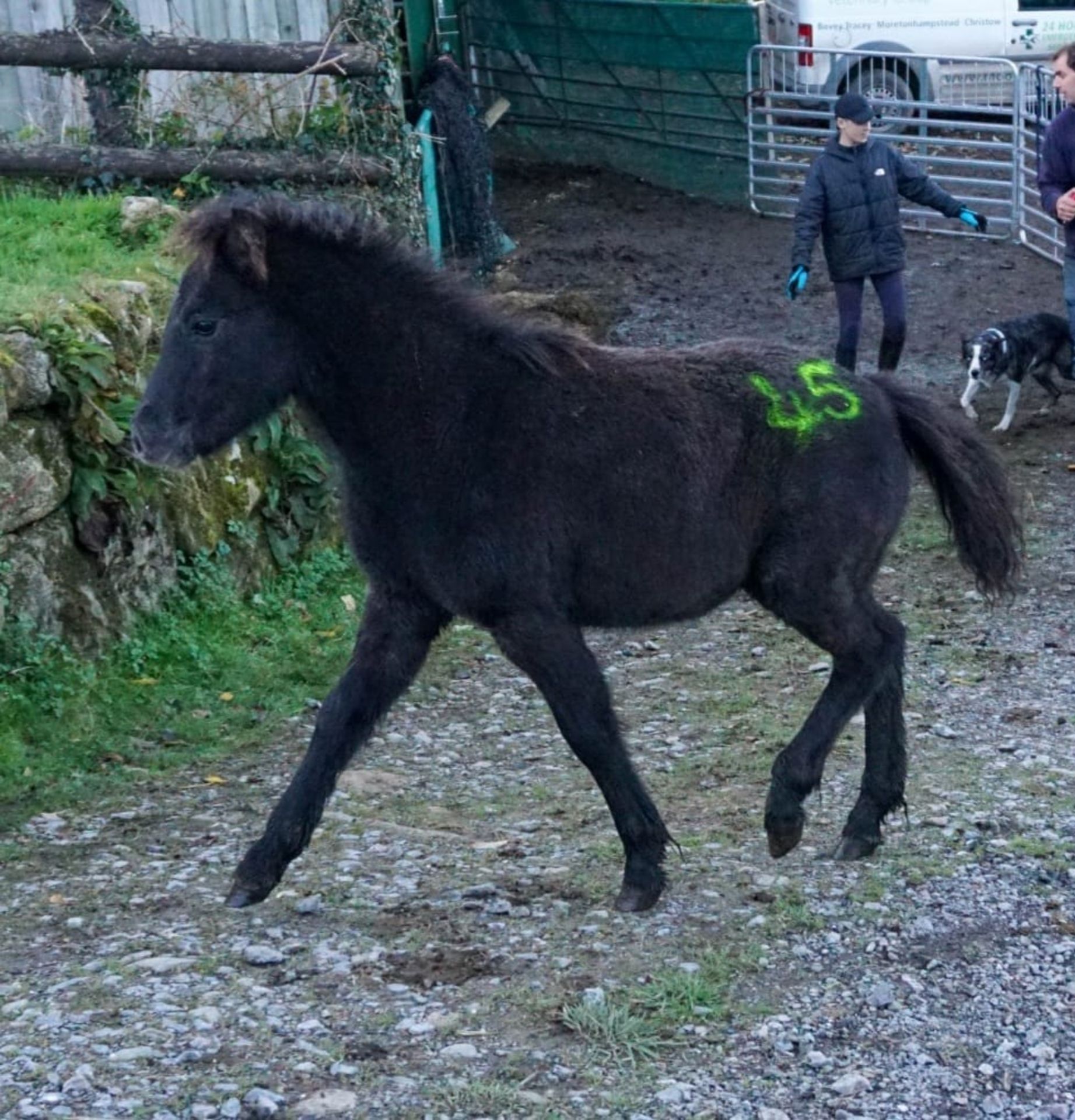 DARTMOOR HILL PONY COLT APPROX 6 MONTHS OLD - Image 3 of 3