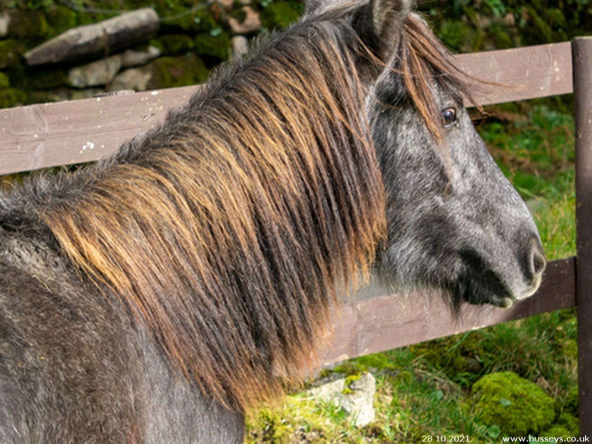 DARTMOOR HILL PONY COLT APPROX 18 MONTHS OLD - Image 2 of 3