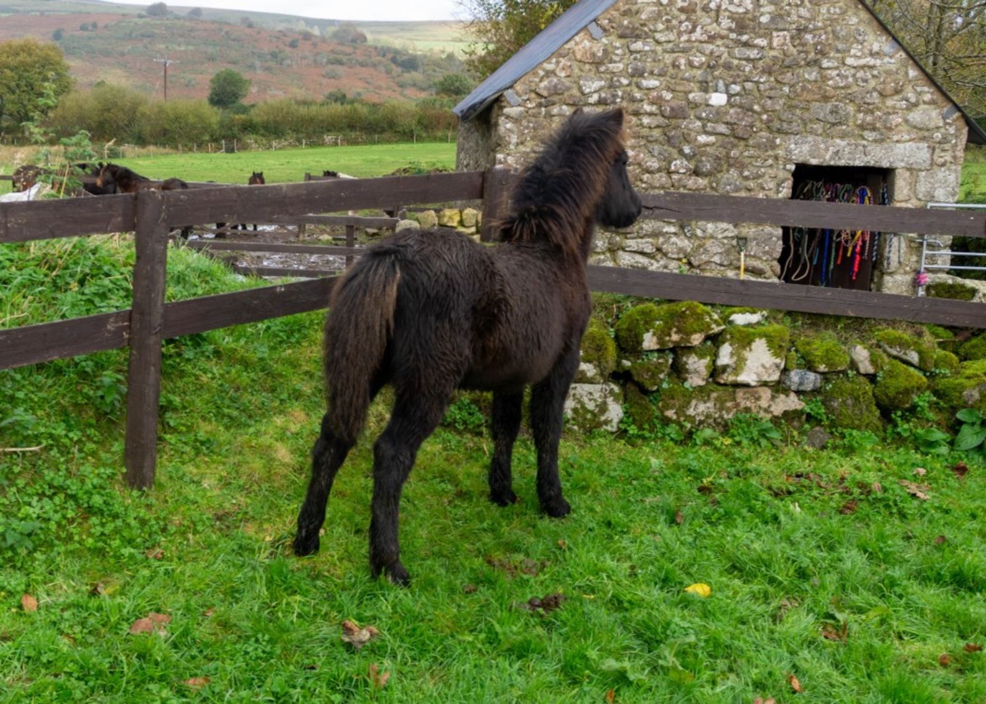 DARTMOOR HILL PONY COLT APPROX 6 MONTHS OLD - Image 3 of 3