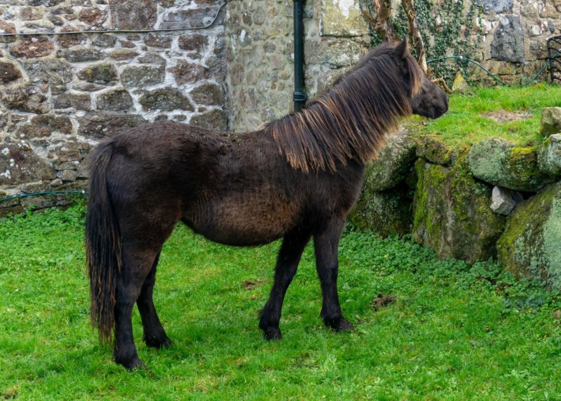 DARTMOOR HILL PONY FILLY APPROX 1 OR 2 YEARS OLD - Image 4 of 4