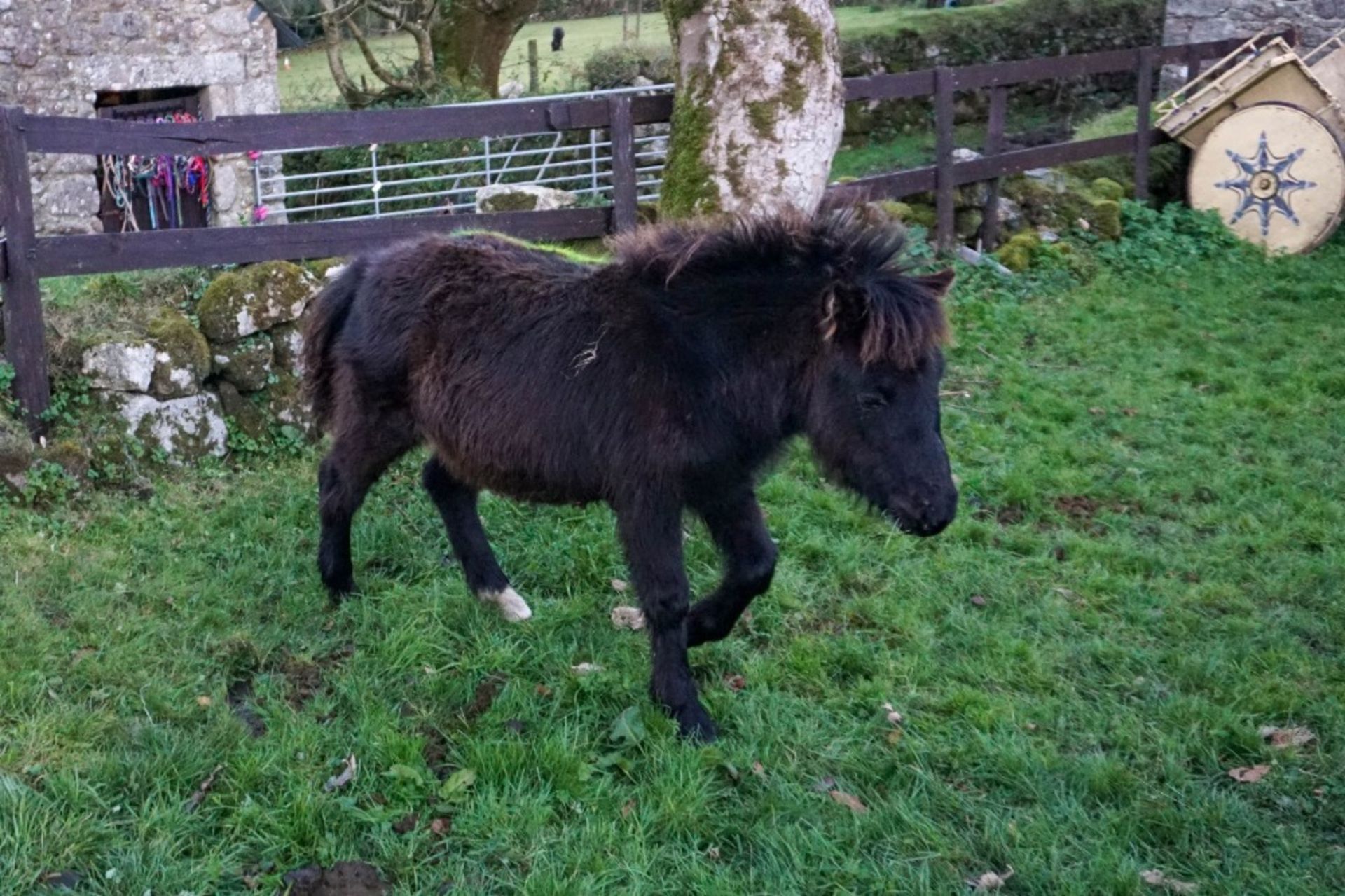 DARTMOOR HILL PONY FILLY APPROX 6 MONTHS OLD - Image 2 of 3